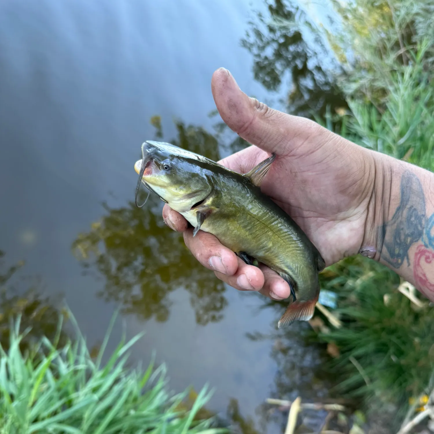 Yellow bullhead caught on Fishbrain