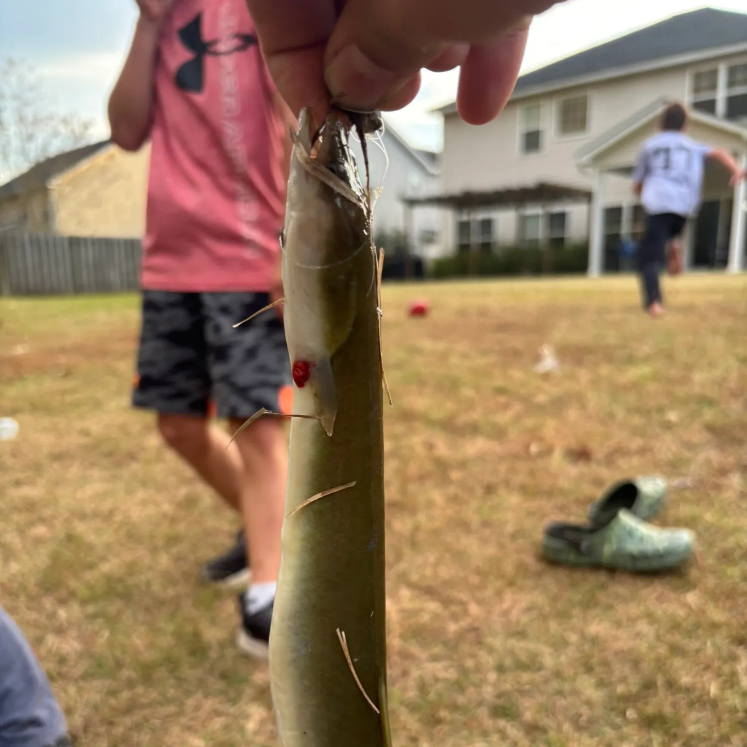 The most recent American eel catches on Fishbrain