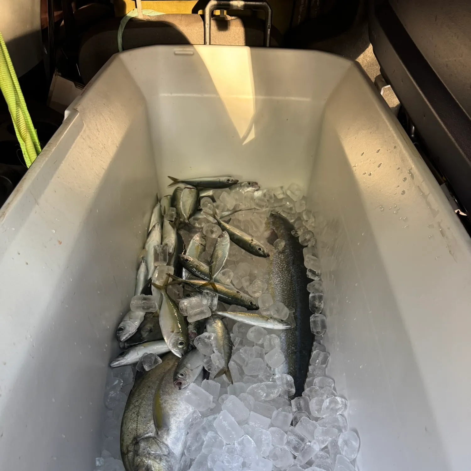 The most recent Rainbow runner catches on Fishbrain