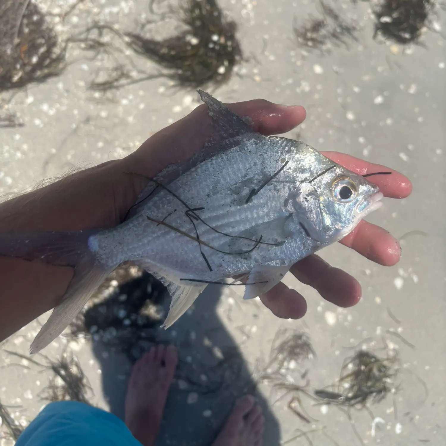 The most recent Irish mojarra catches on Fishbrain