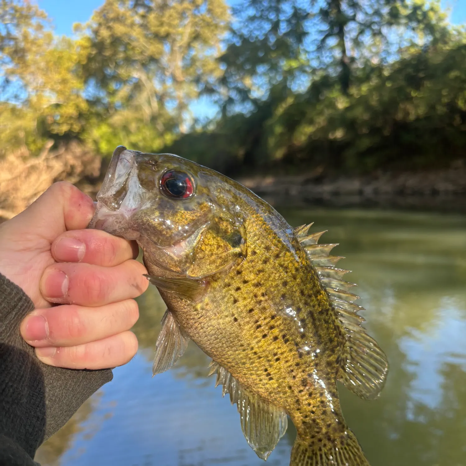 Rock bass caught on Fishbrain