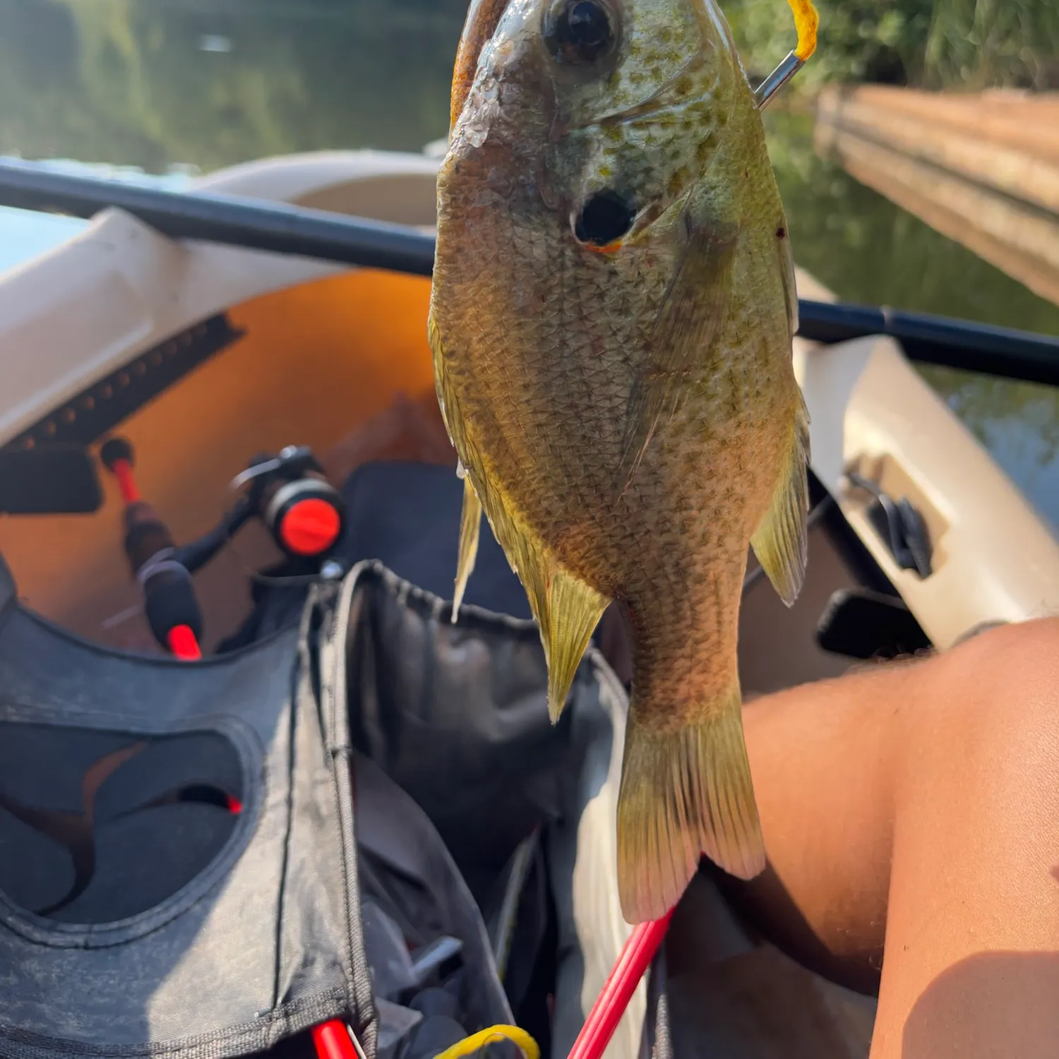 Redear sunfish caught on Fishbrain