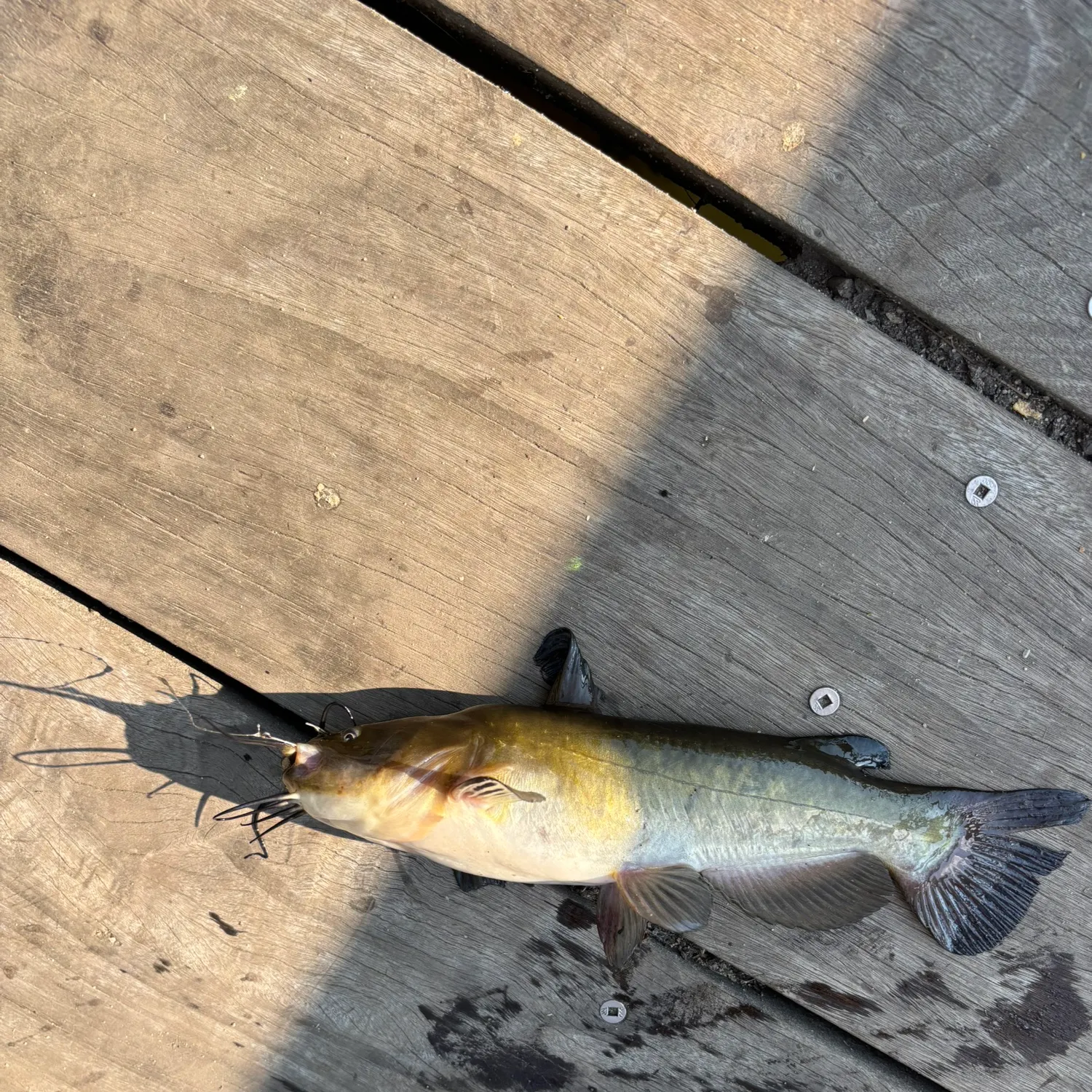 The most recent Brown bullhead catches on Fishbrain