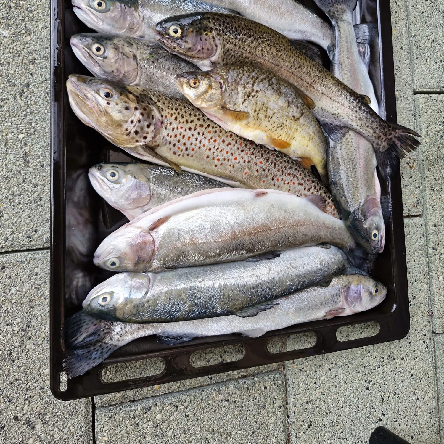 recently logged catches