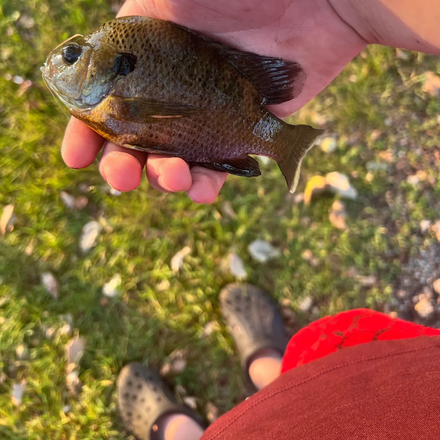 Greengill hybrid caught on Fishbrain