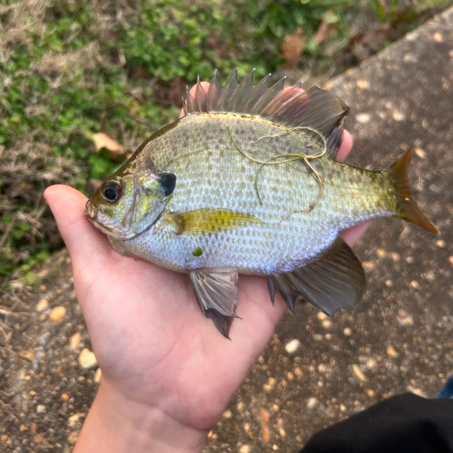 The most recent Bluegill catches on Fishbrain