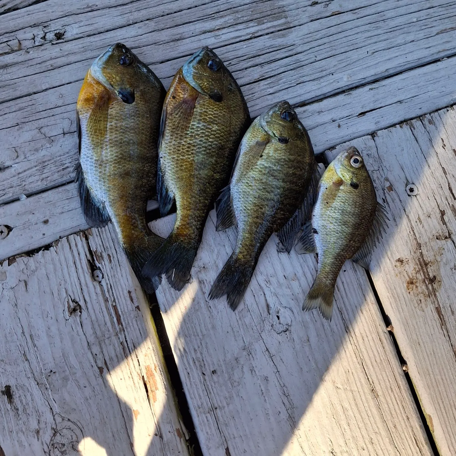 Bluegill caught on Fishbrain