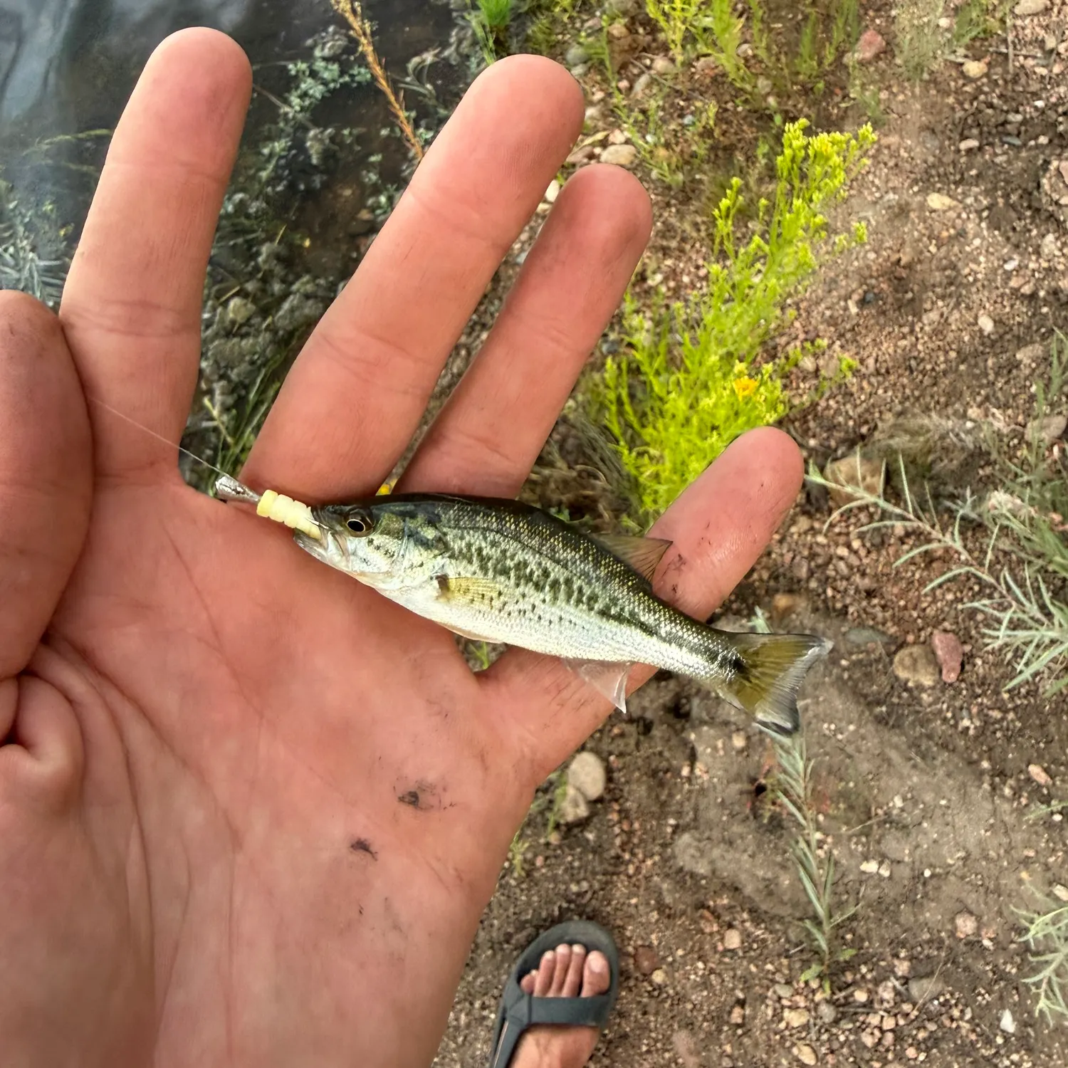 Spotted bass caught on Fishbrain