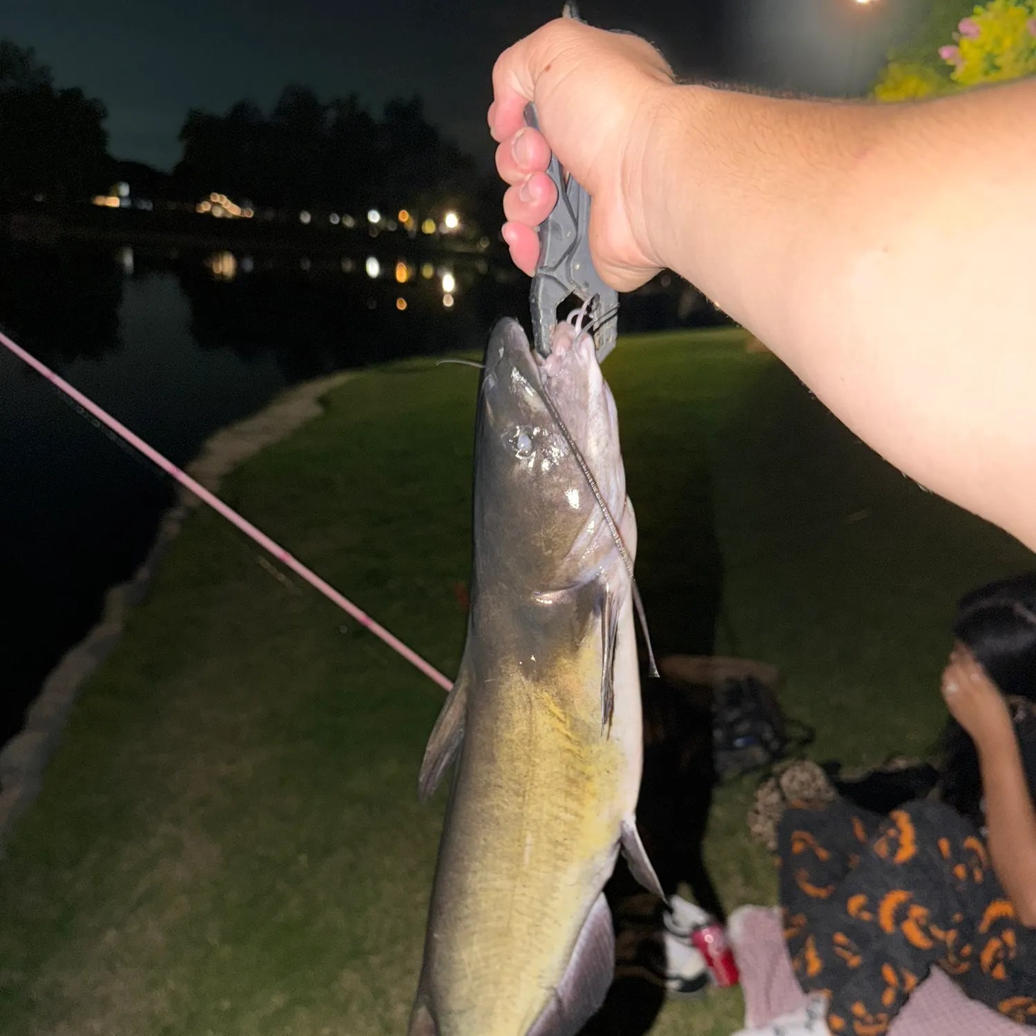 Channel catfish caught on Fishbrain