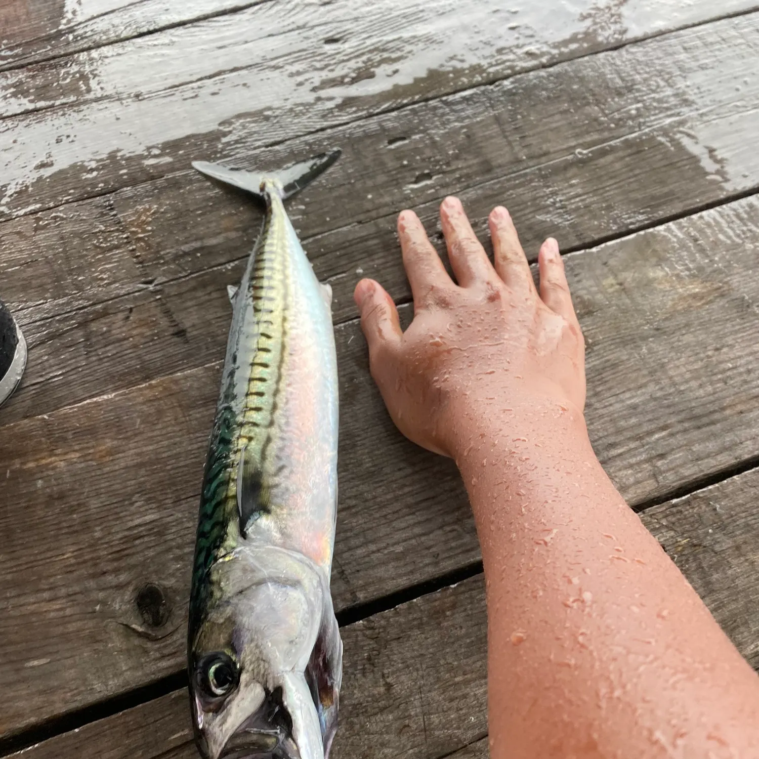 Atlantic mackerel caught on Fishbrain