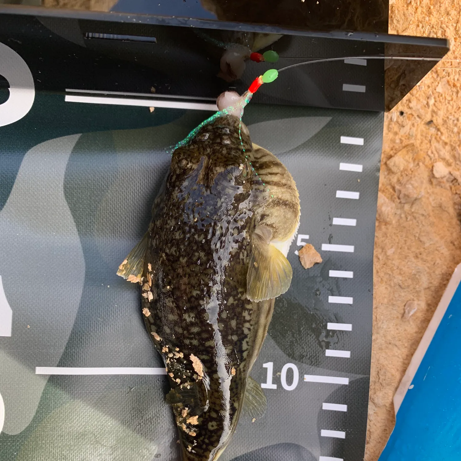 The most recent Common toadfish catches on Fishbrain