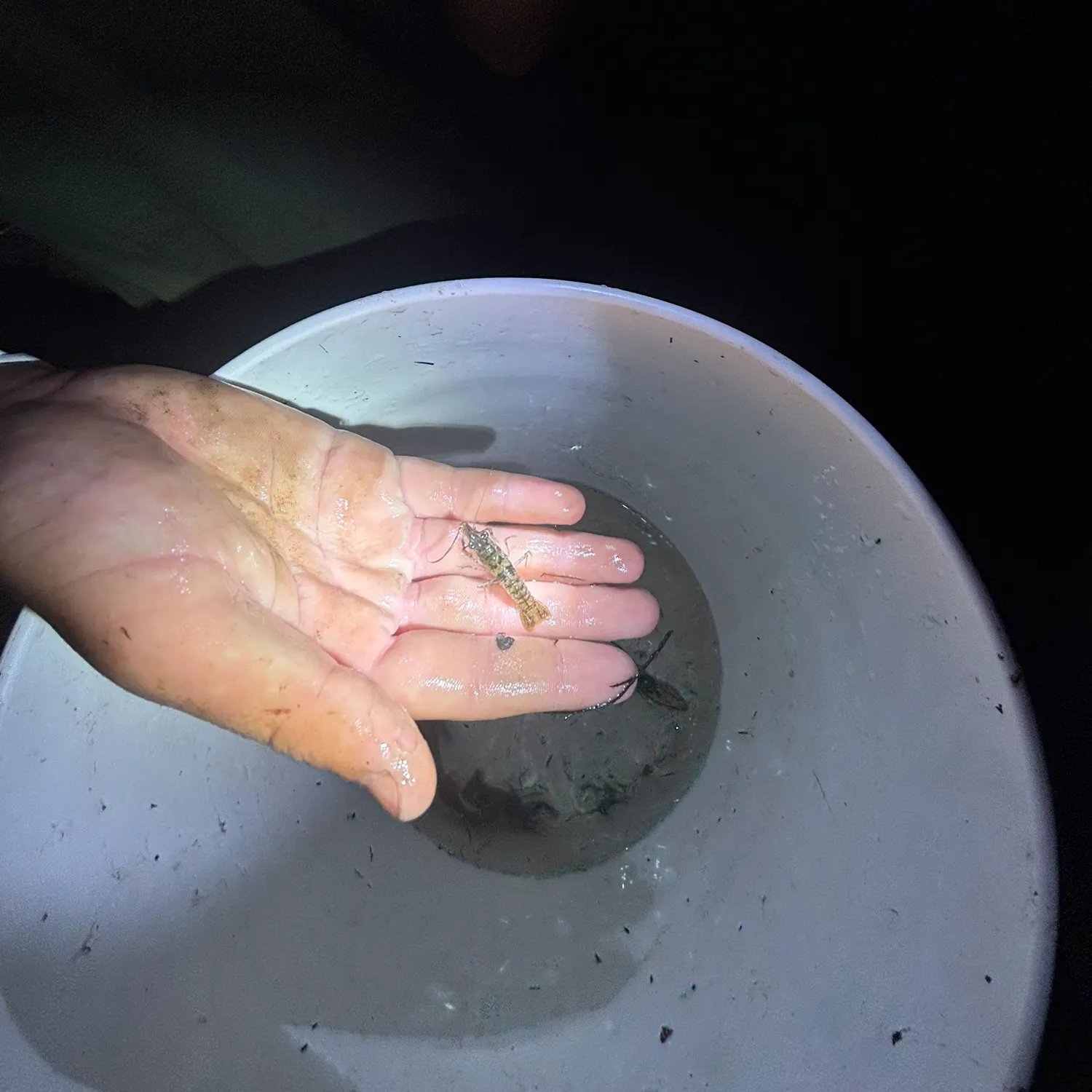 The most recent Rusty crayfish catches on Fishbrain