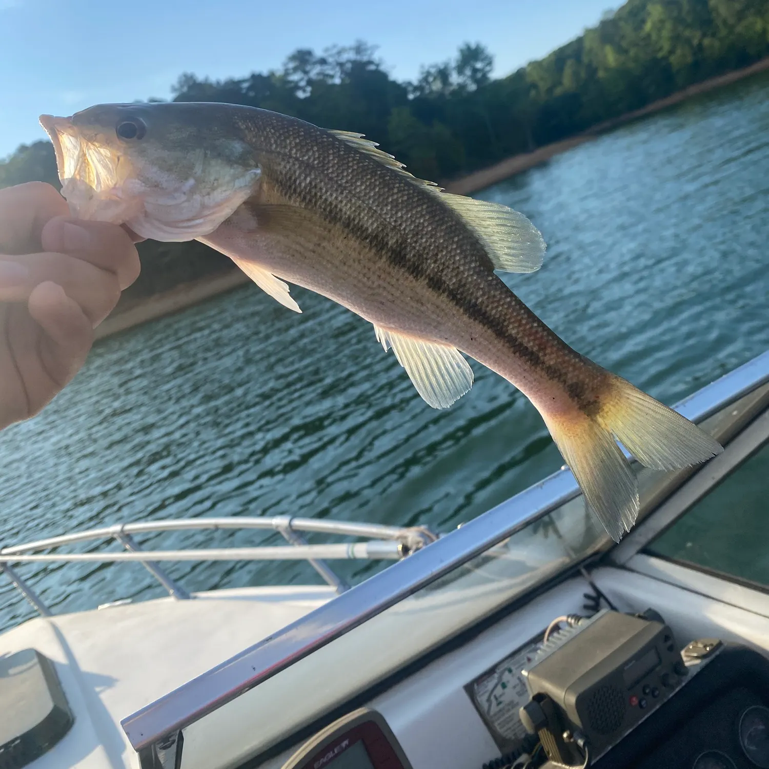 The most recent Alabama bass catches on Fishbrain