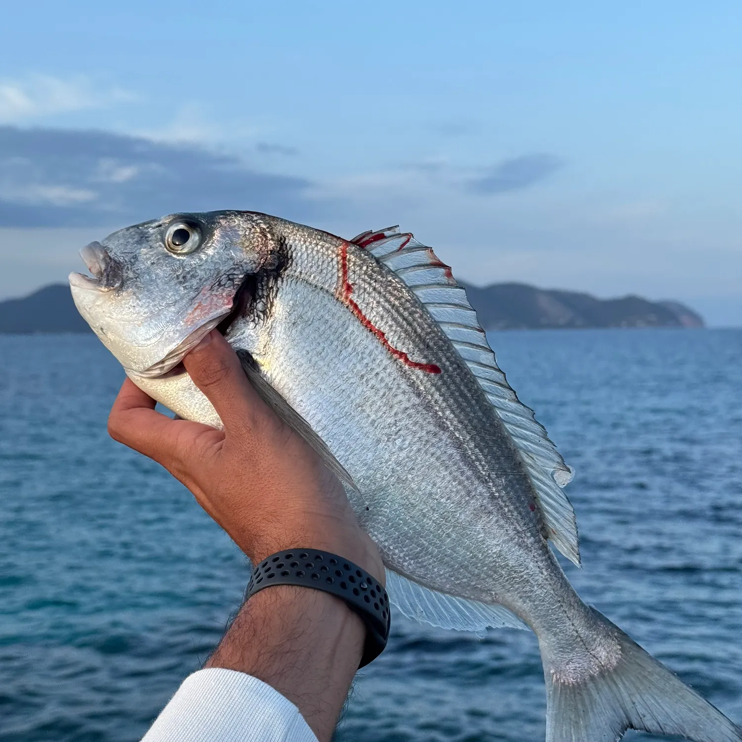 The most recent Dorada catches on Fishbrain