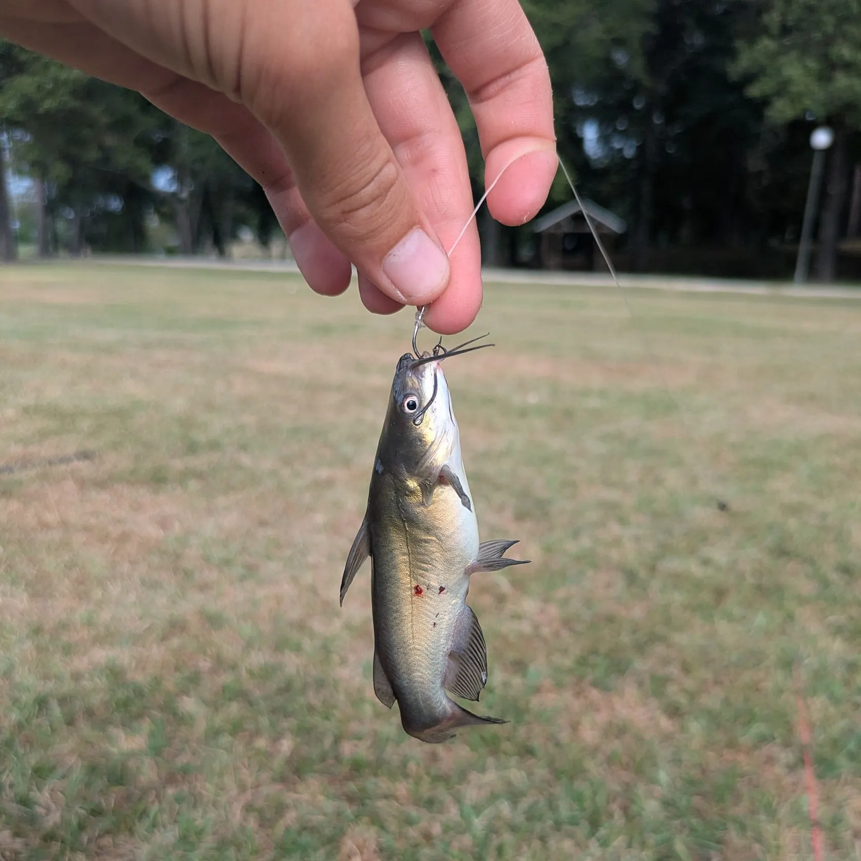 Yellow bullhead caught on Fishbrain