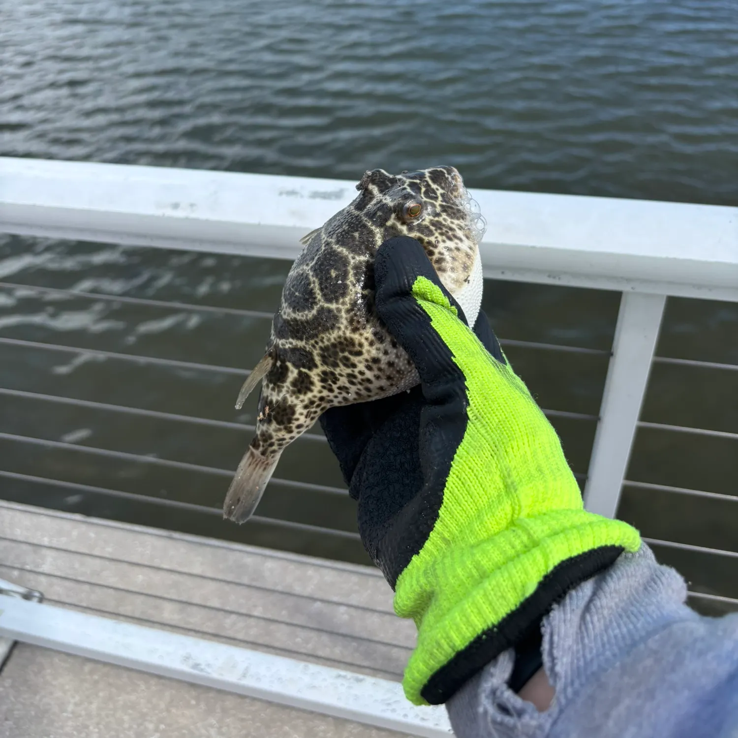 The most recent Spider-eye puffer catches on Fishbrain