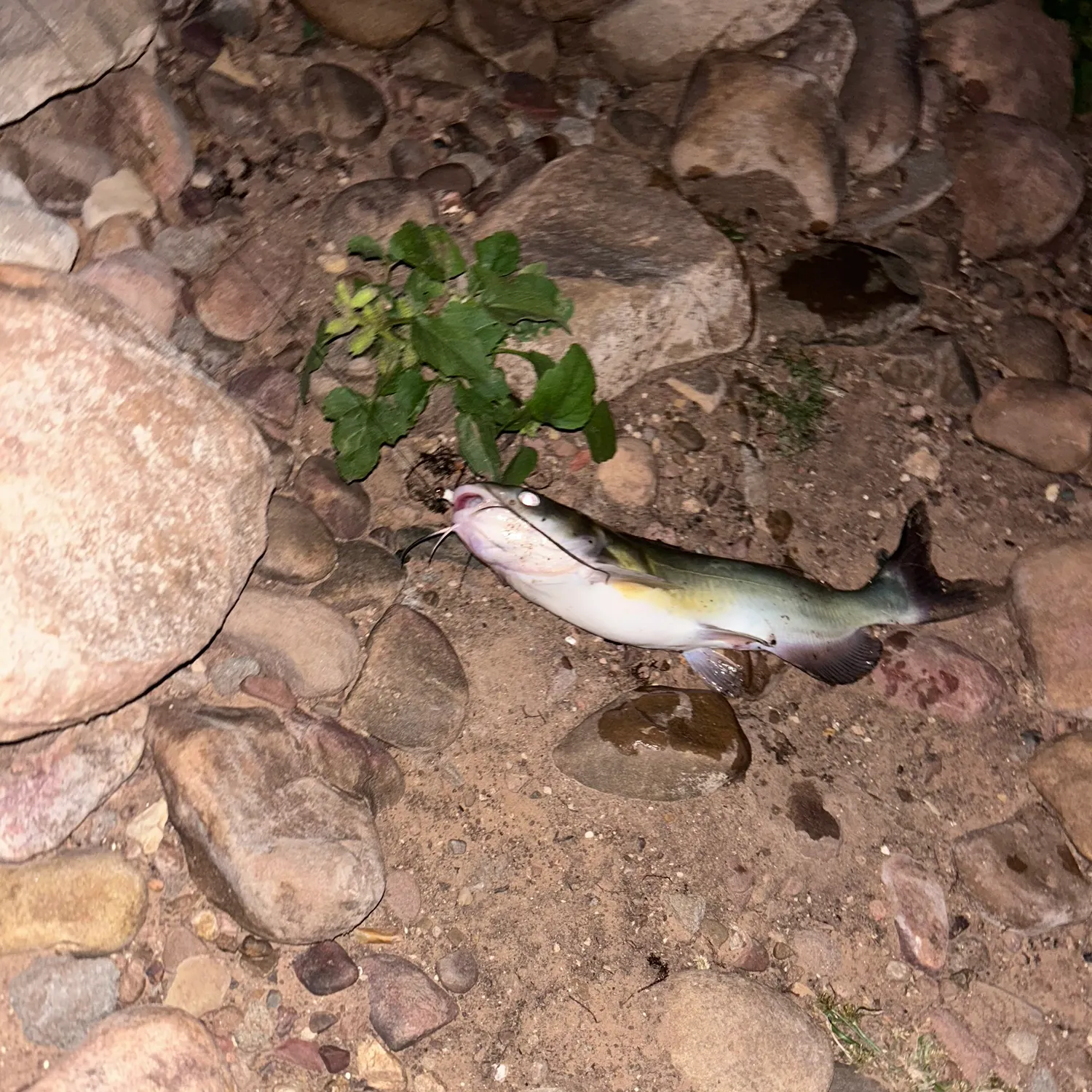 Channel catfish caught on Fishbrain