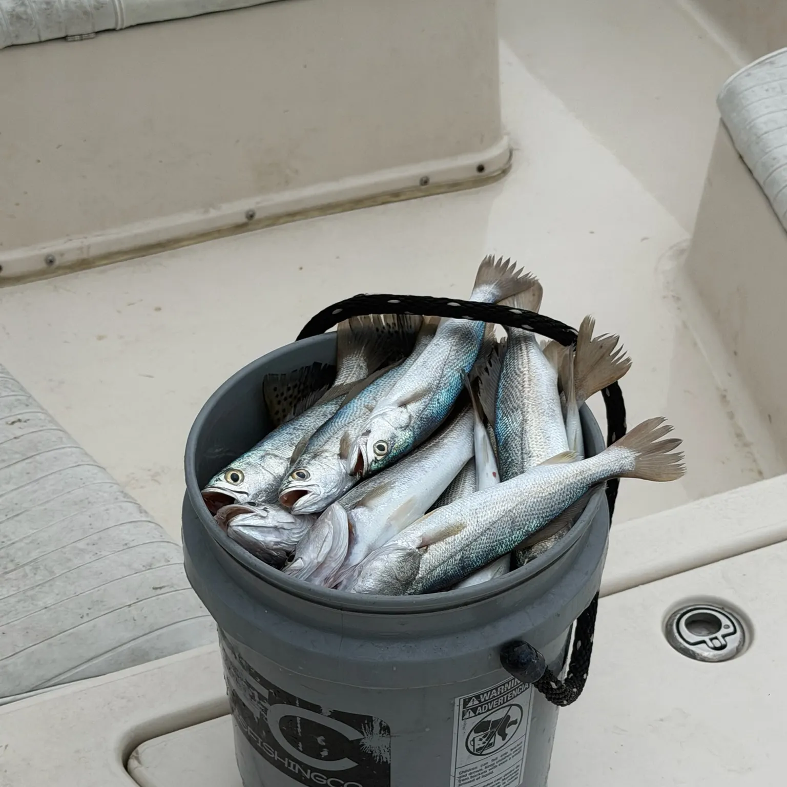 The most recent Silver seatrout catches on Fishbrain