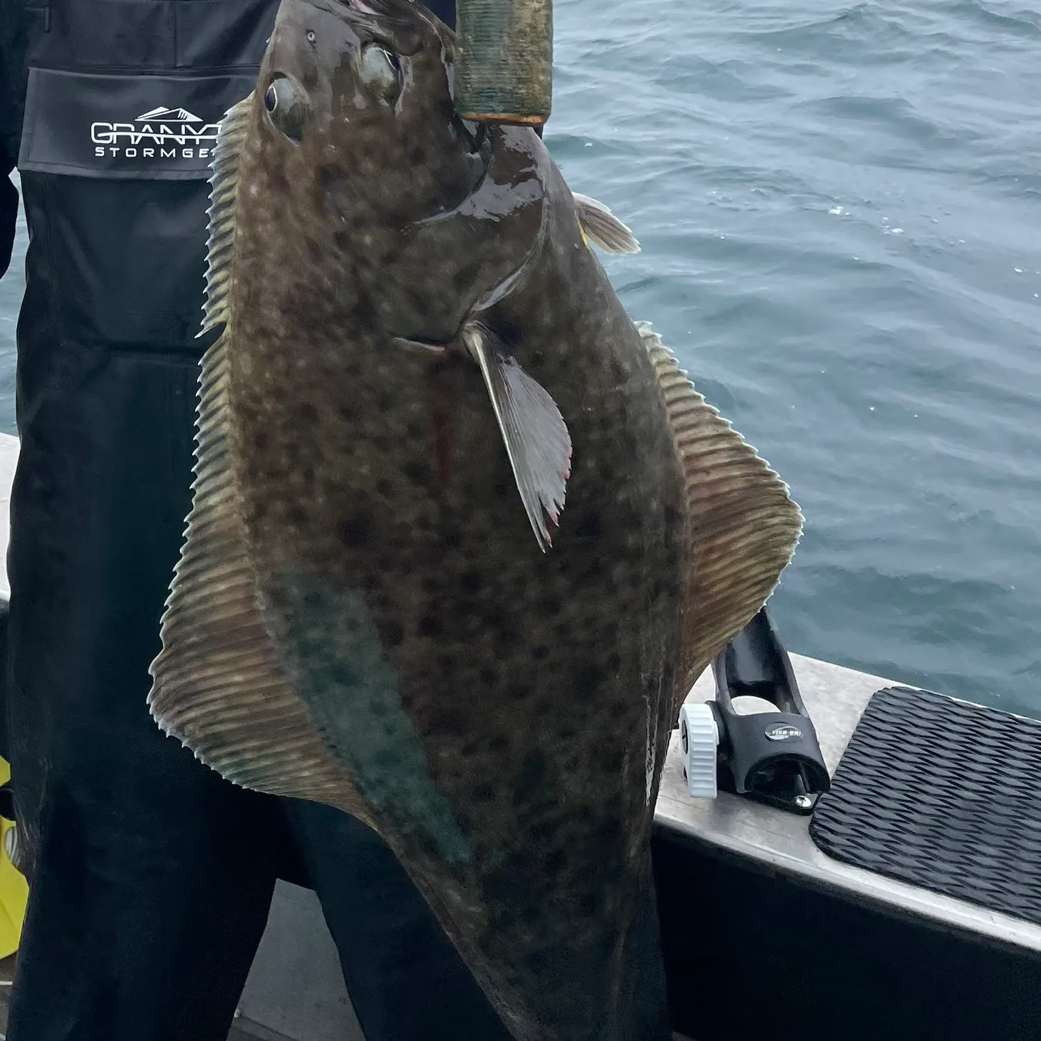 The most recent Atlantic halibut catches on Fishbrain