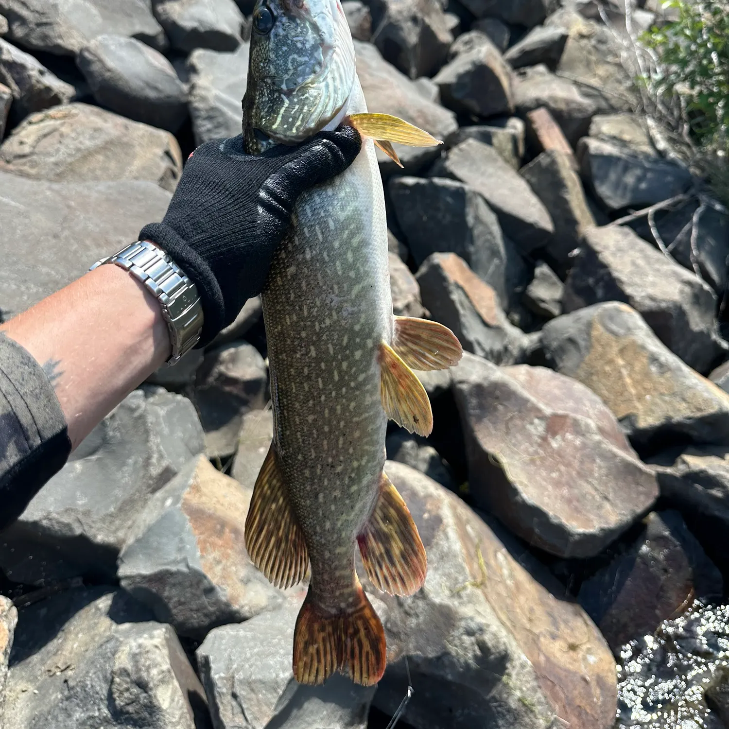 recently logged catches