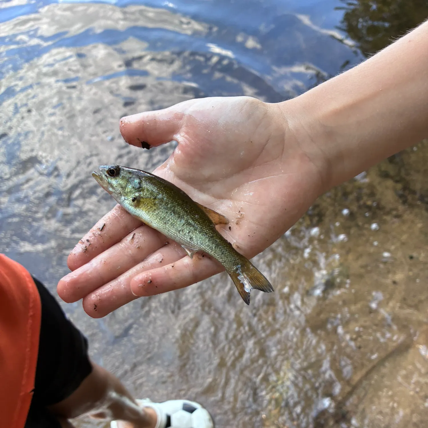 Smallmouth bass caught on Fishbrain