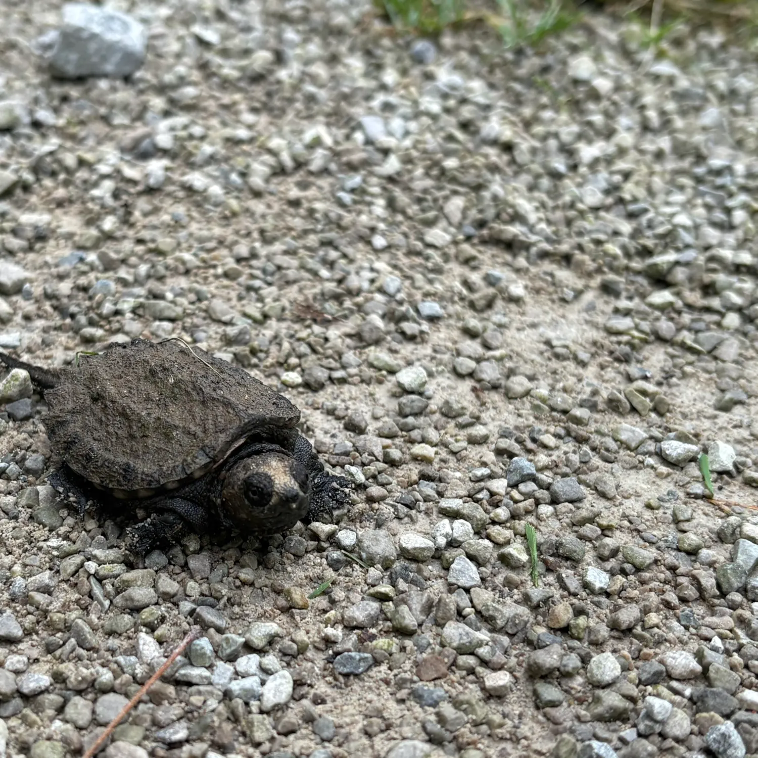 The most recent Alligator snapping turtle catches on Fishbrain