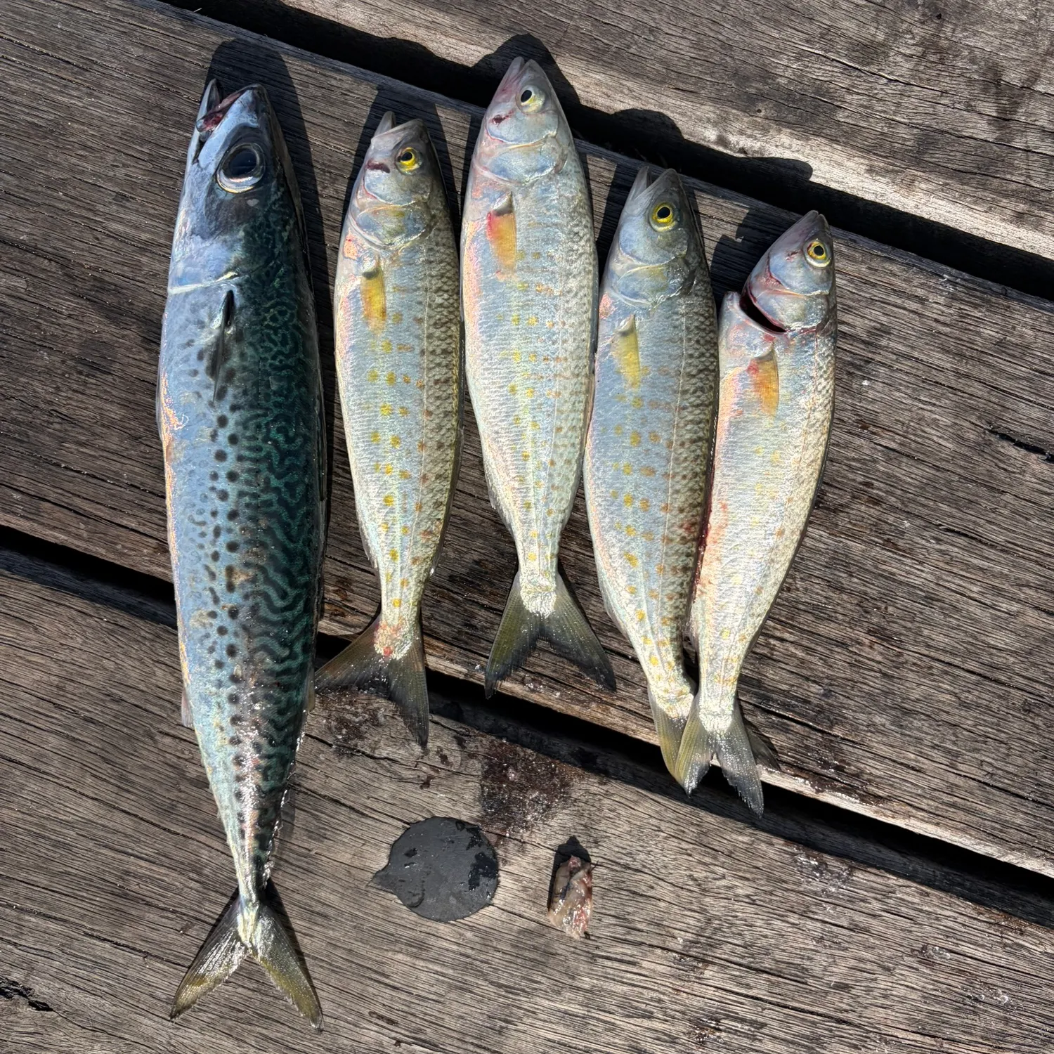 recently logged catches