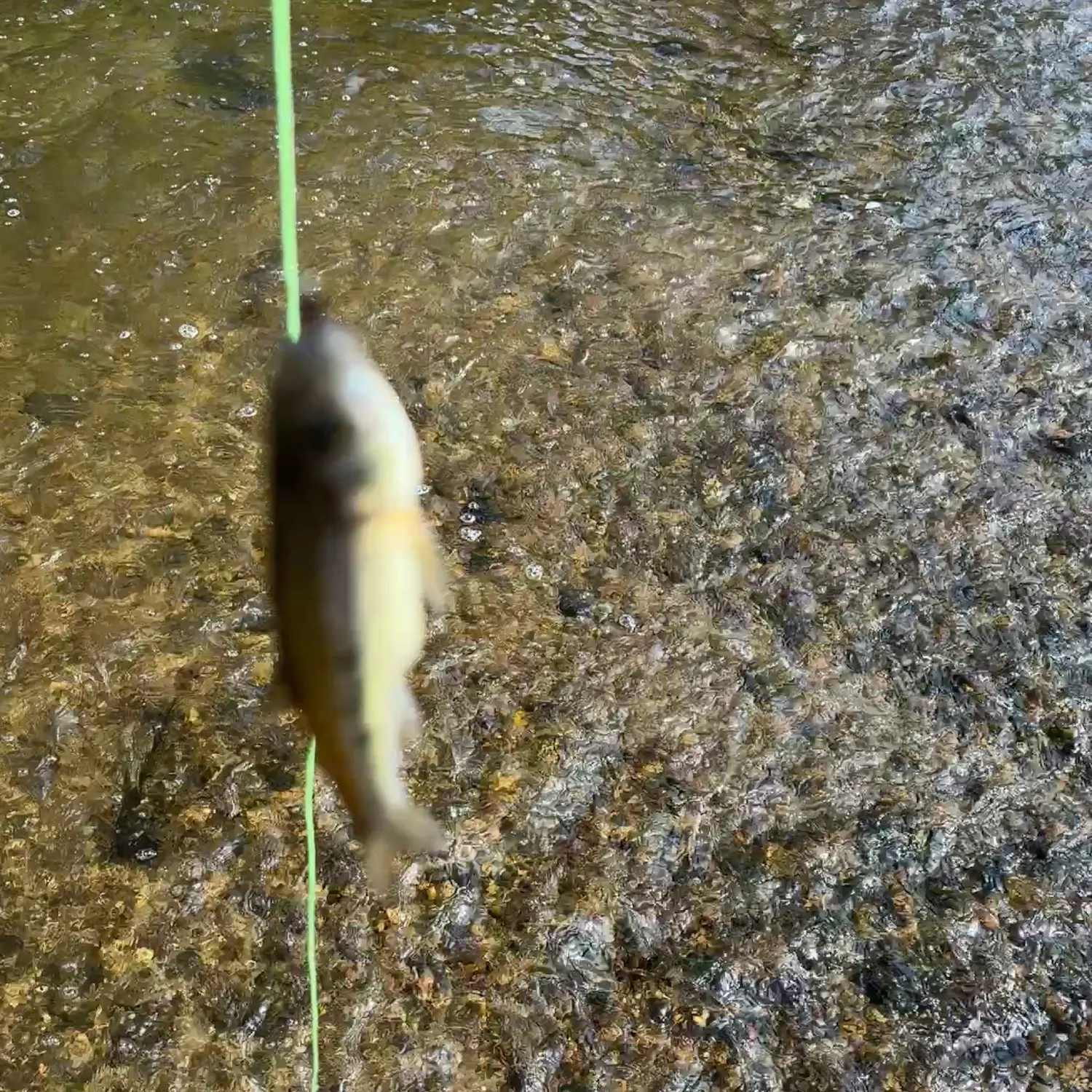 The most recent Striped shiner catches on Fishbrain