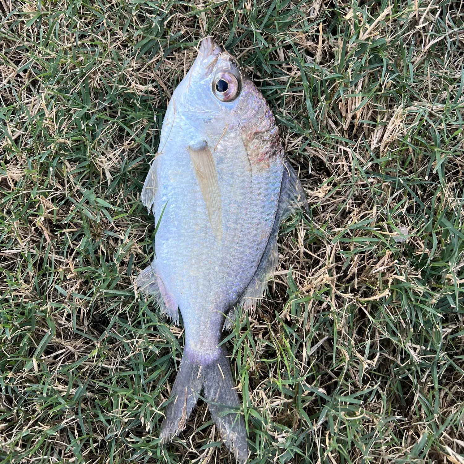 The most recent Silver jenny catches on Fishbrain