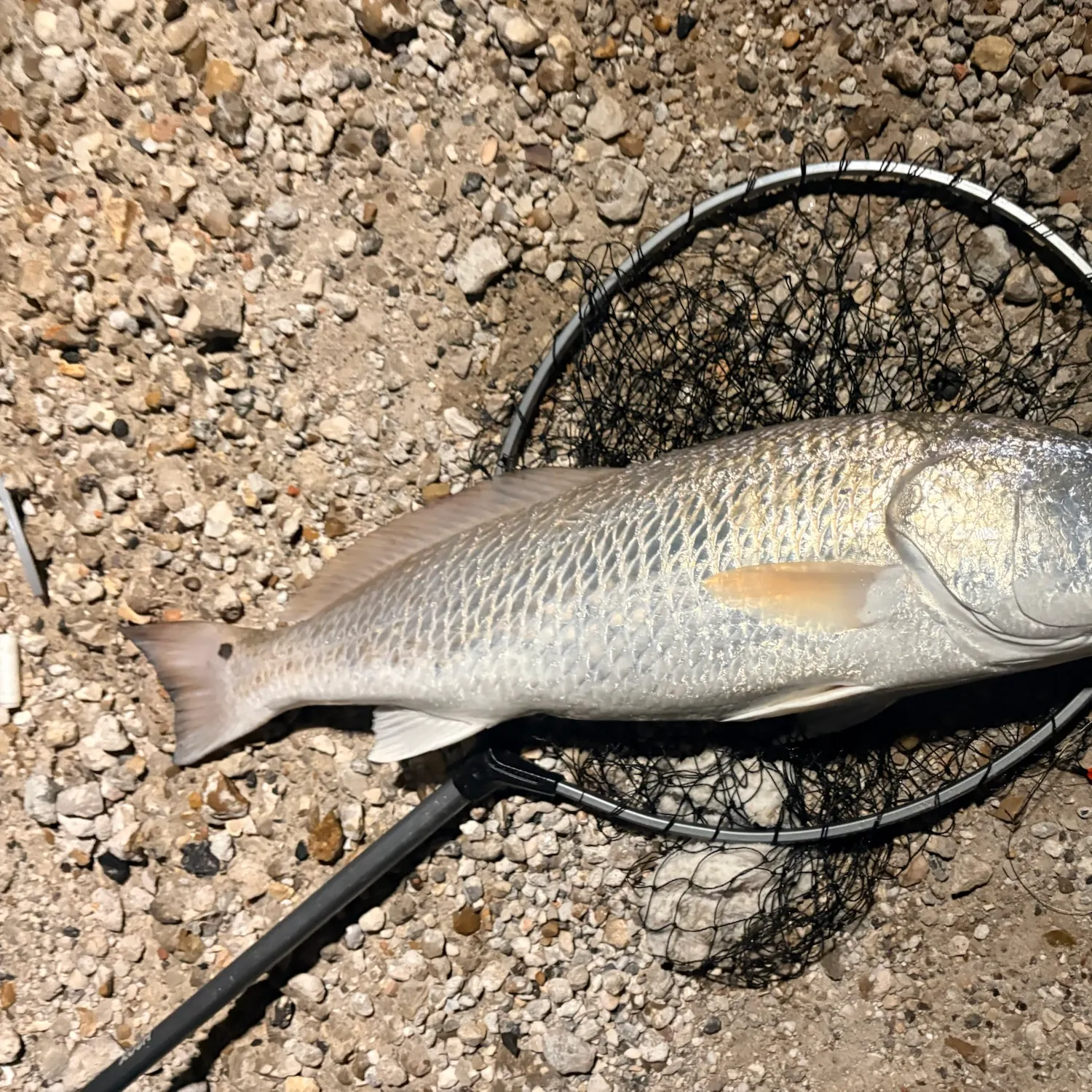 Red drum caught on Fishbrain