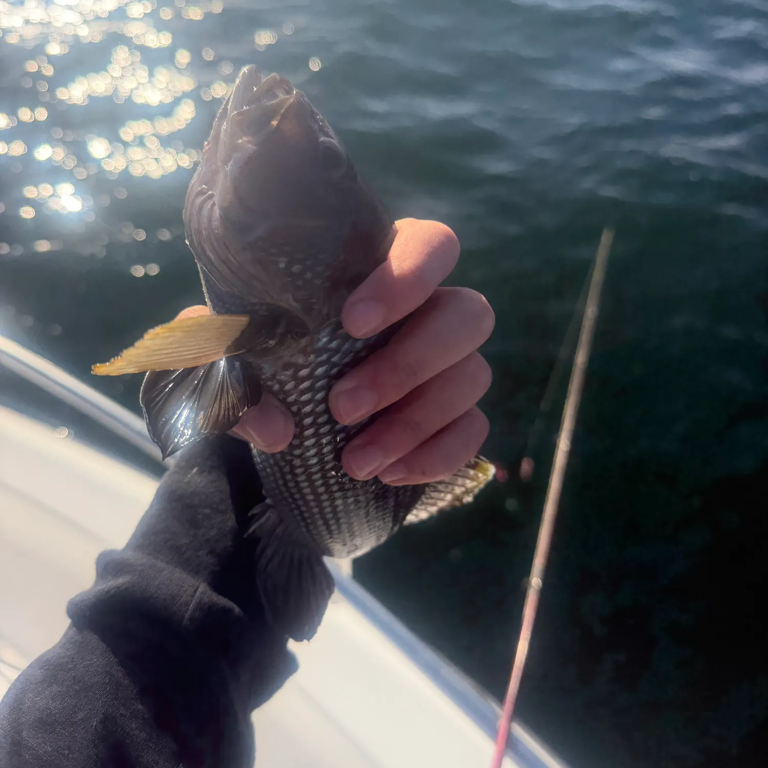 Black sea bass caught on Fishbrain