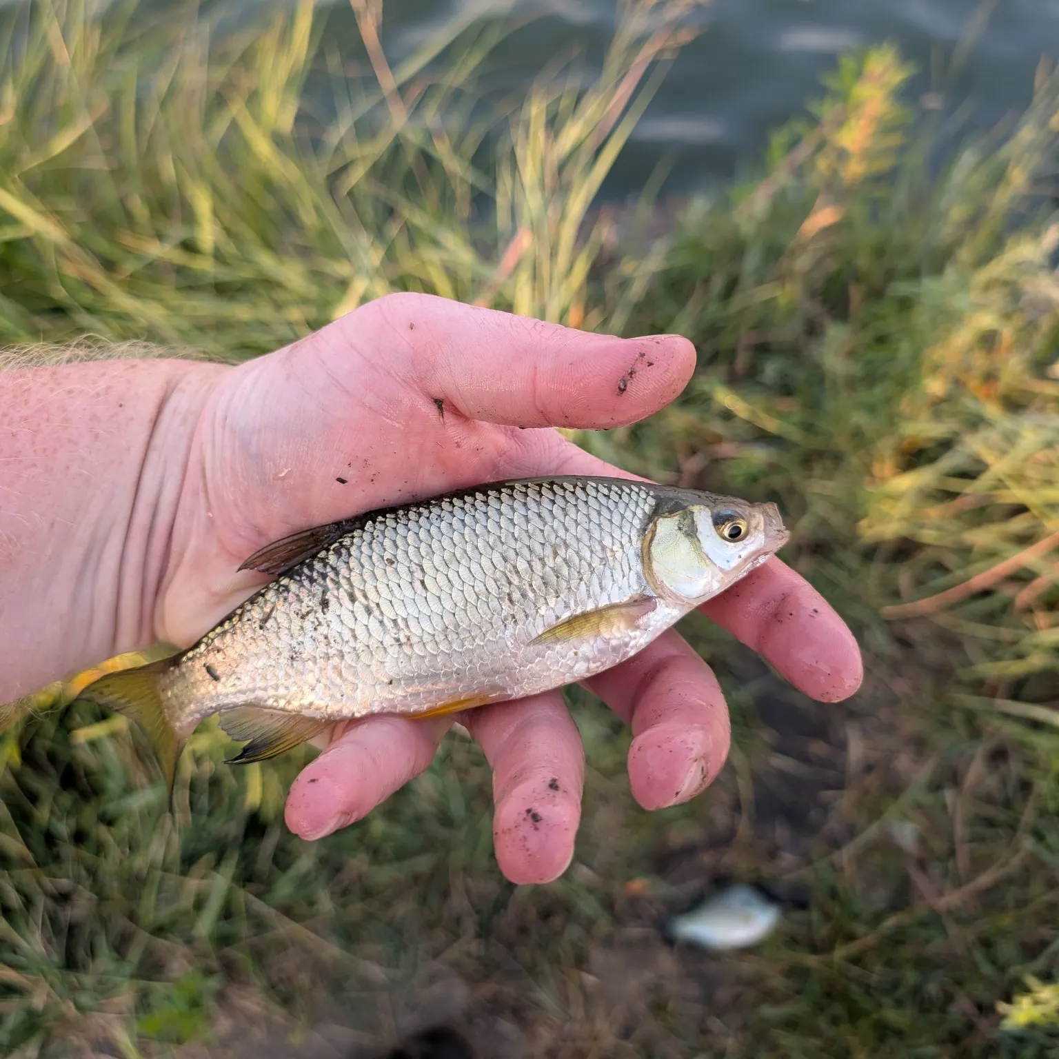 The most recent Golden shiner catches on Fishbrain