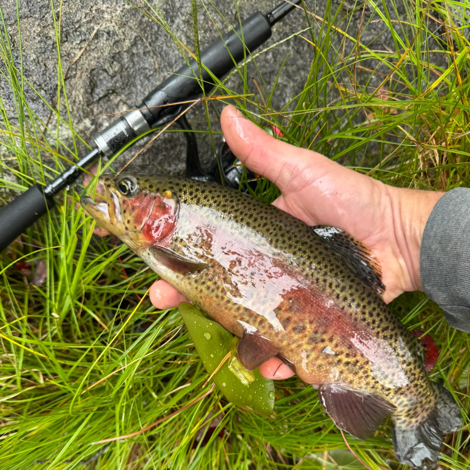 Rainbow trout caught on Fishbrain