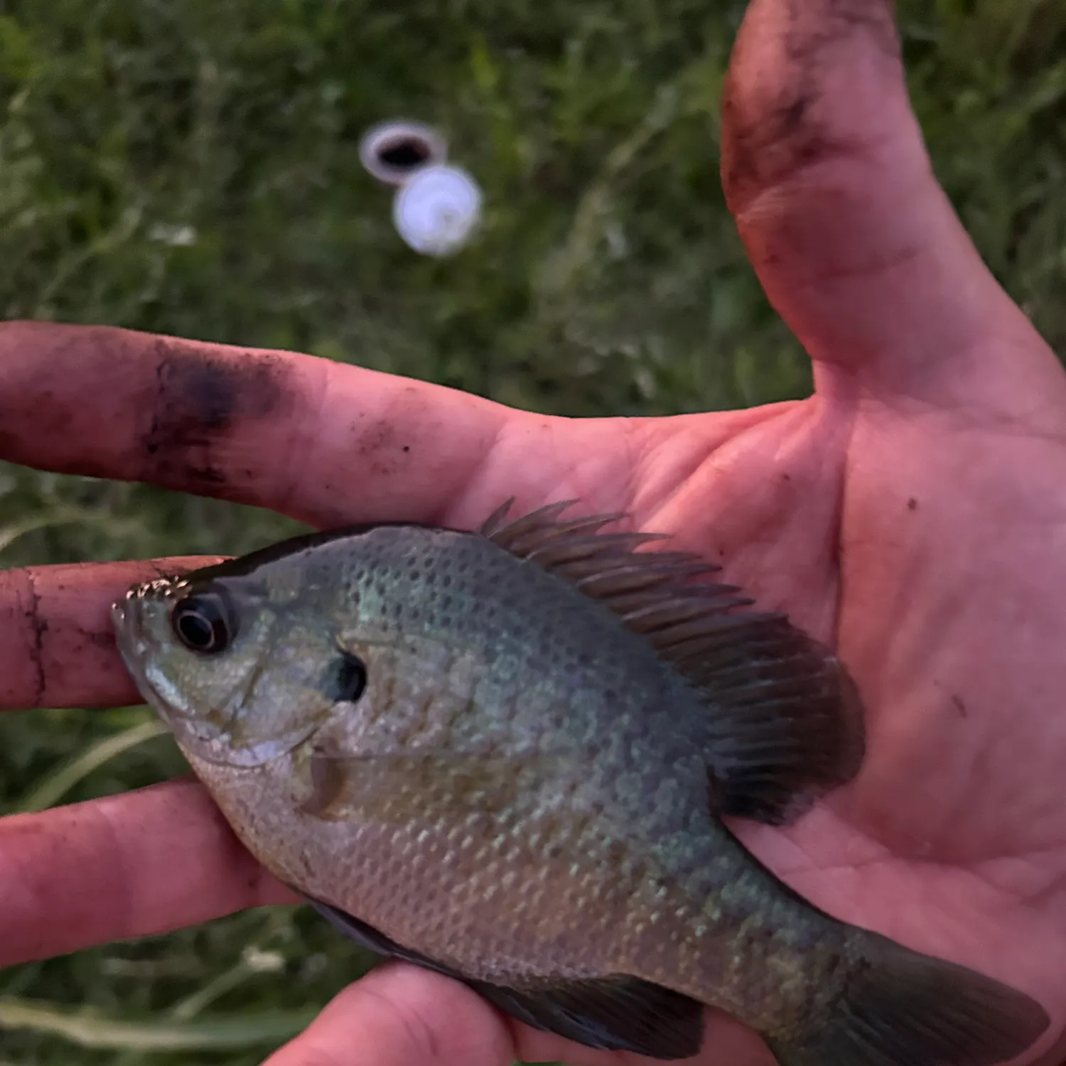 Bluegill caught on Fishbrain