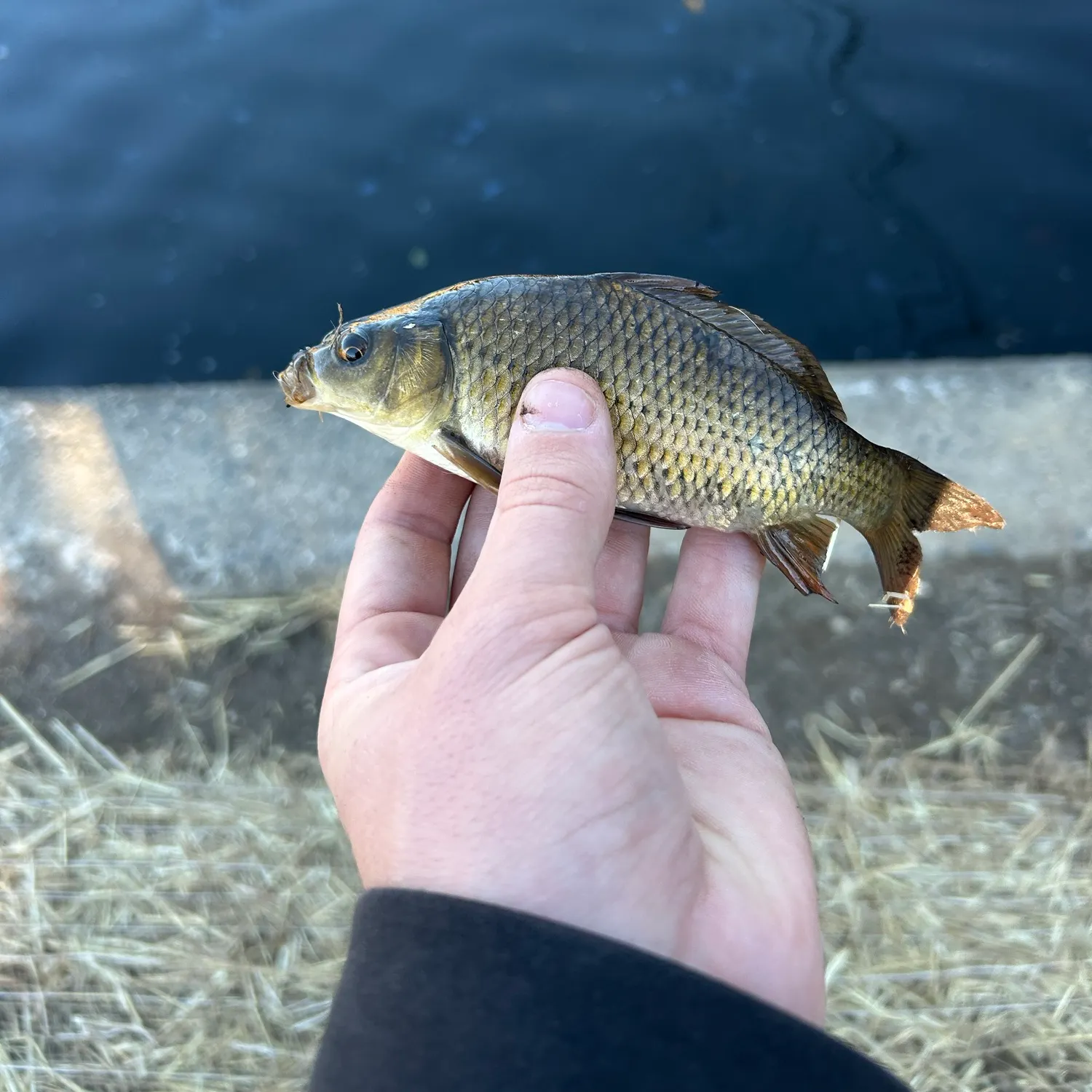 Common carp caught on Fishbrain