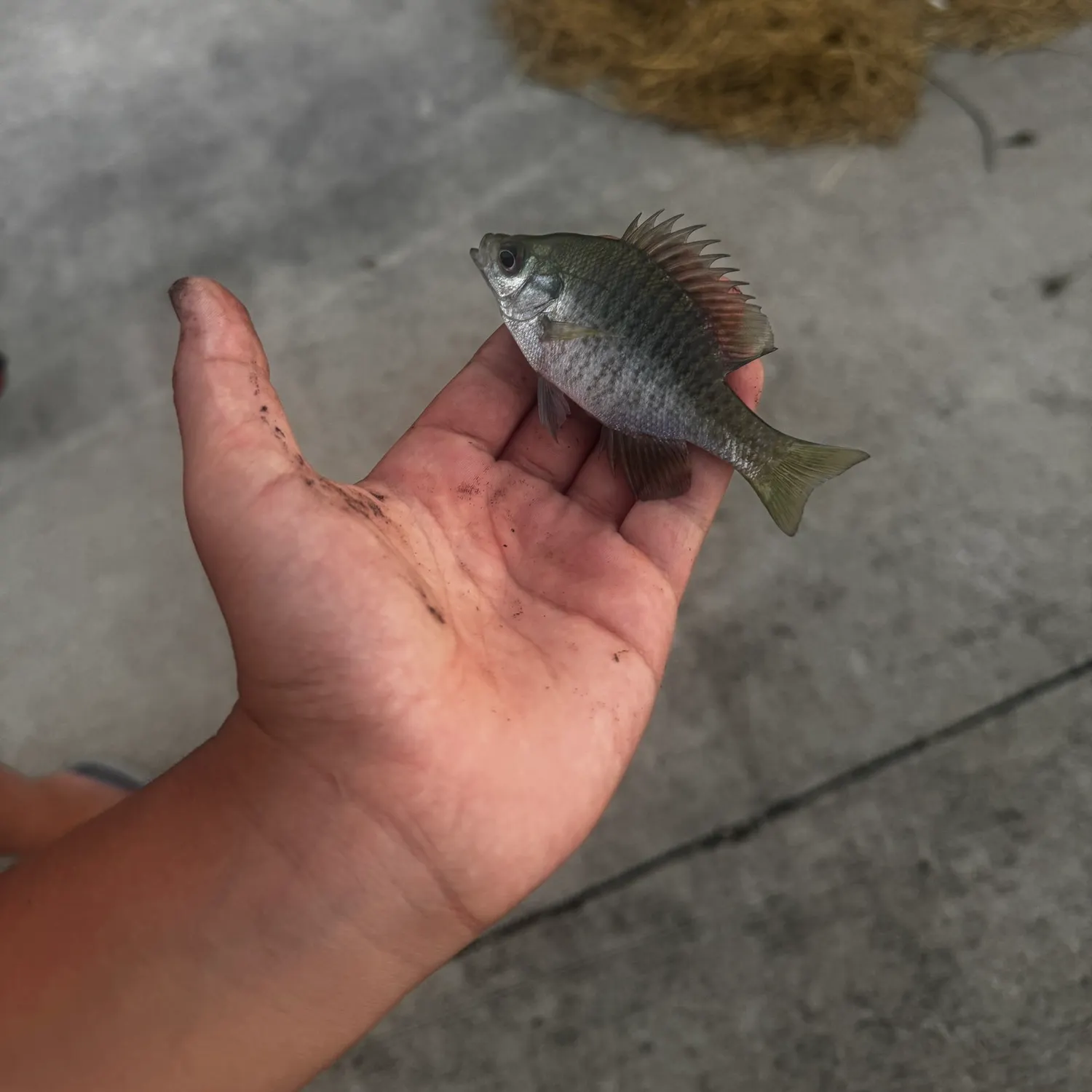 Bluegill caught on Fishbrain