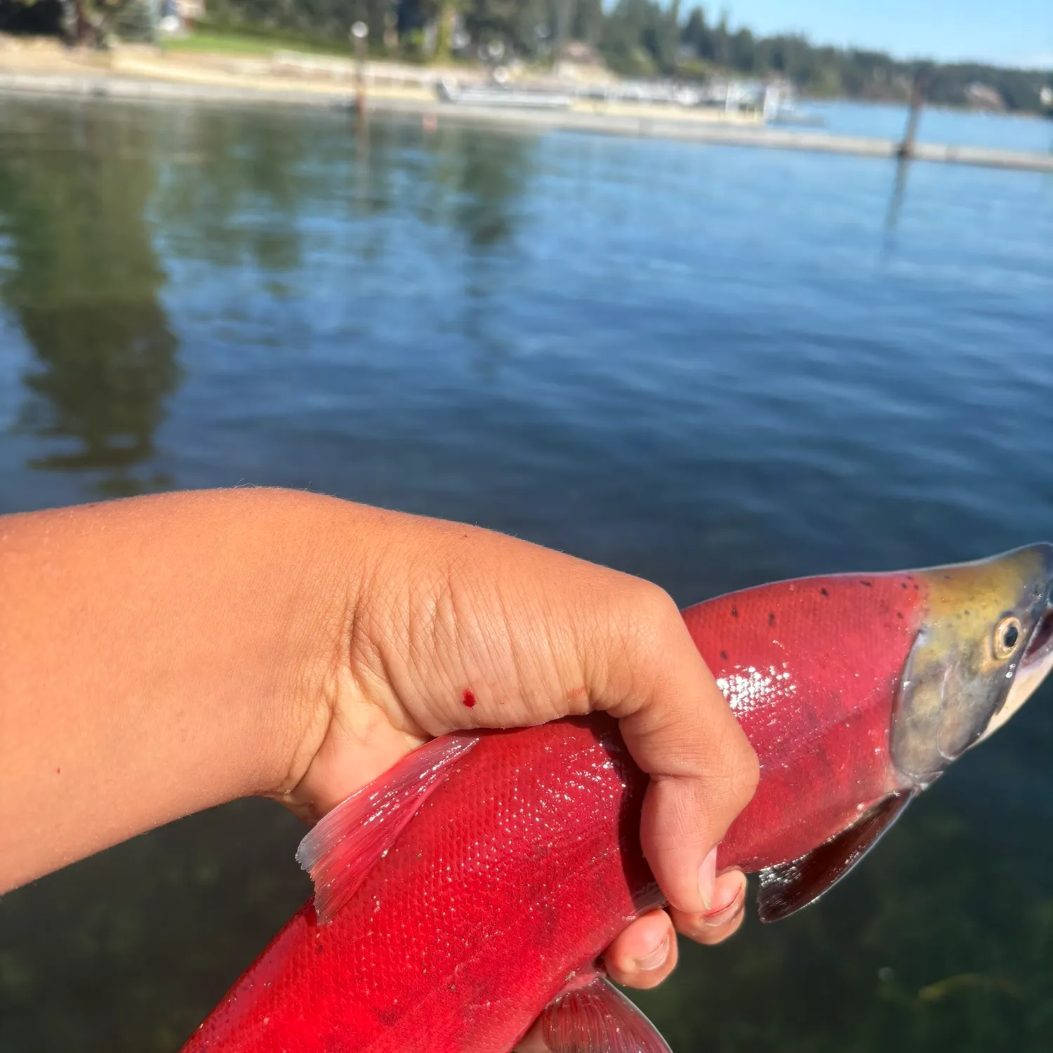 Kokanee salmon caught on Fishbrain