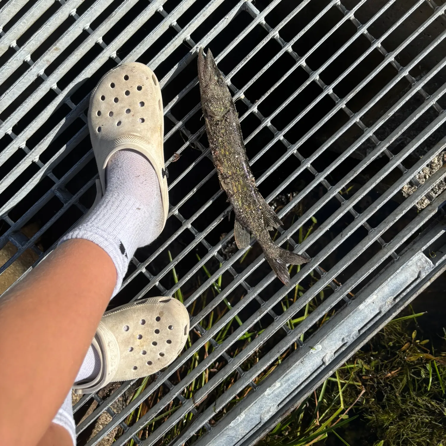 Chain pickerel caught on Fishbrain