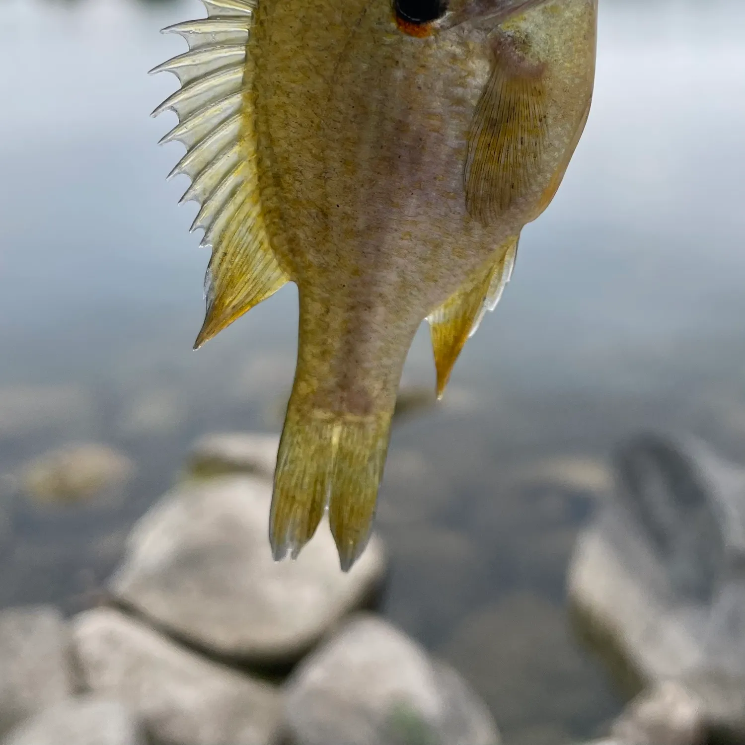 Fish caught on Fishbrain