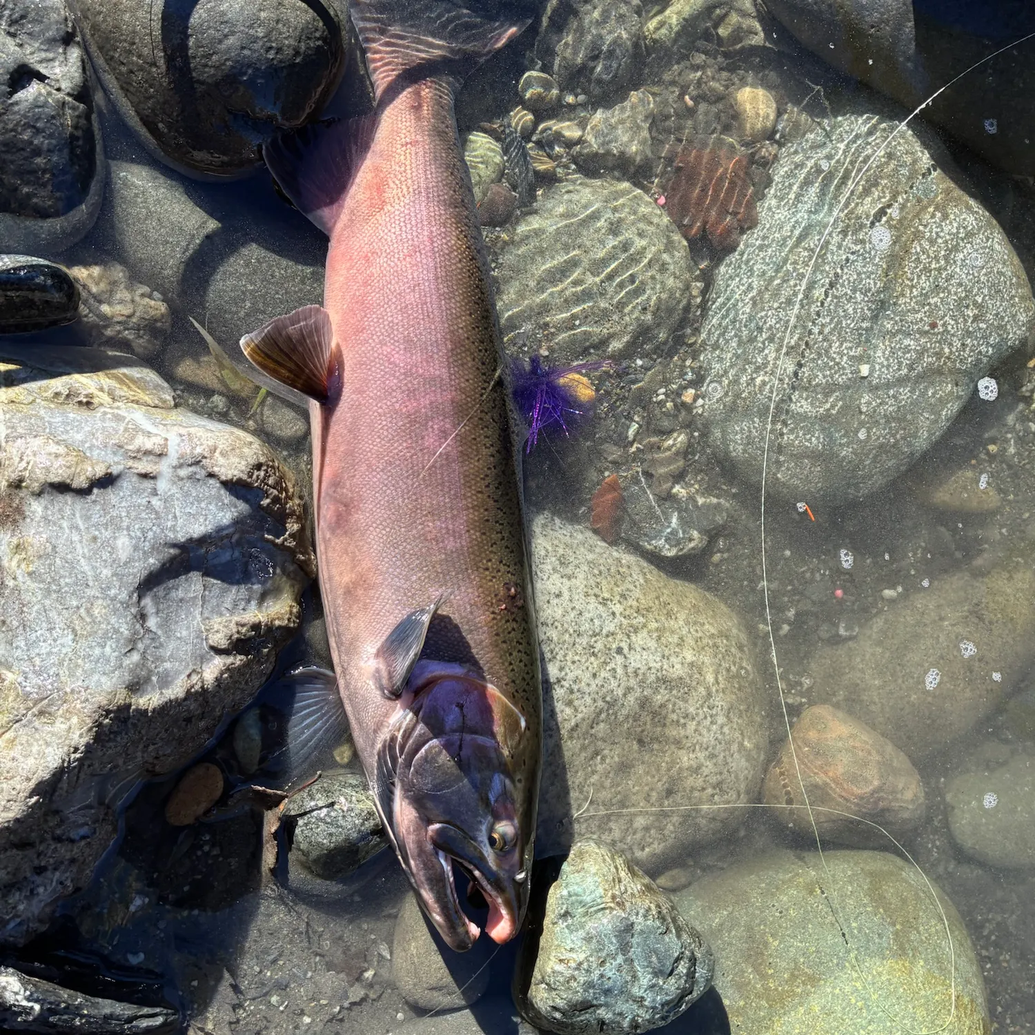 Coho salmon caught on Fishbrain