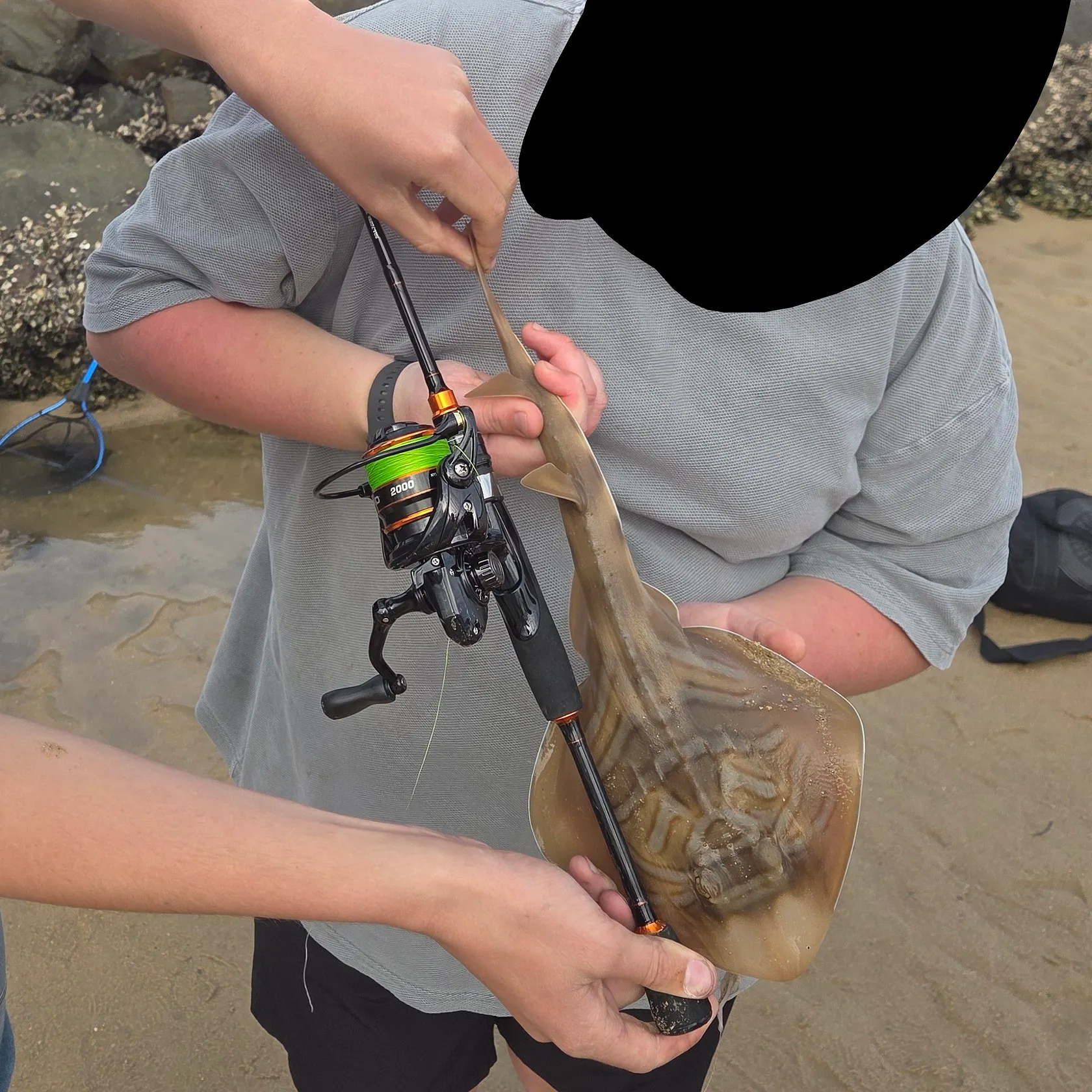 Southern fiddler caught on Fishbrain