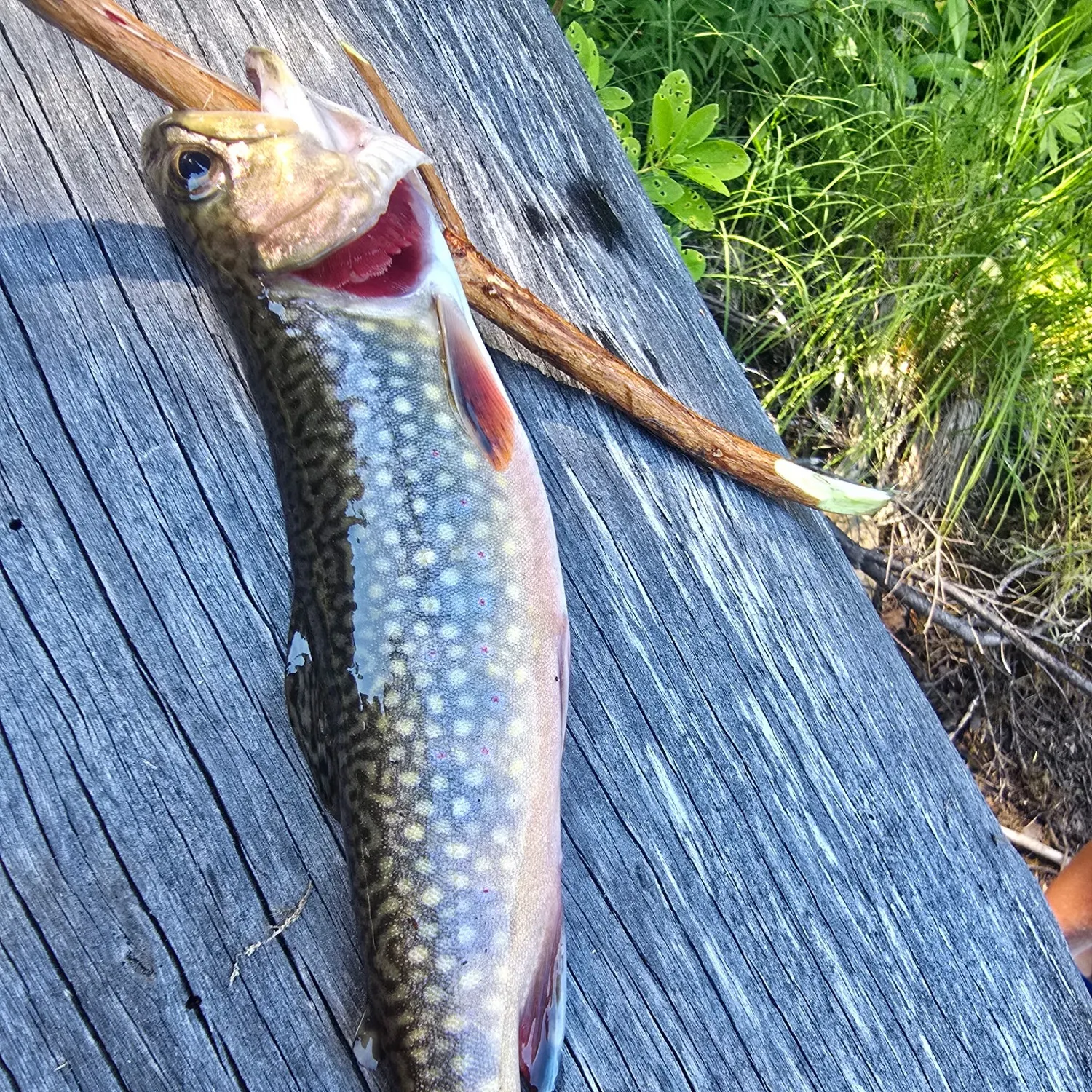 Brook trout caught on Fishbrain