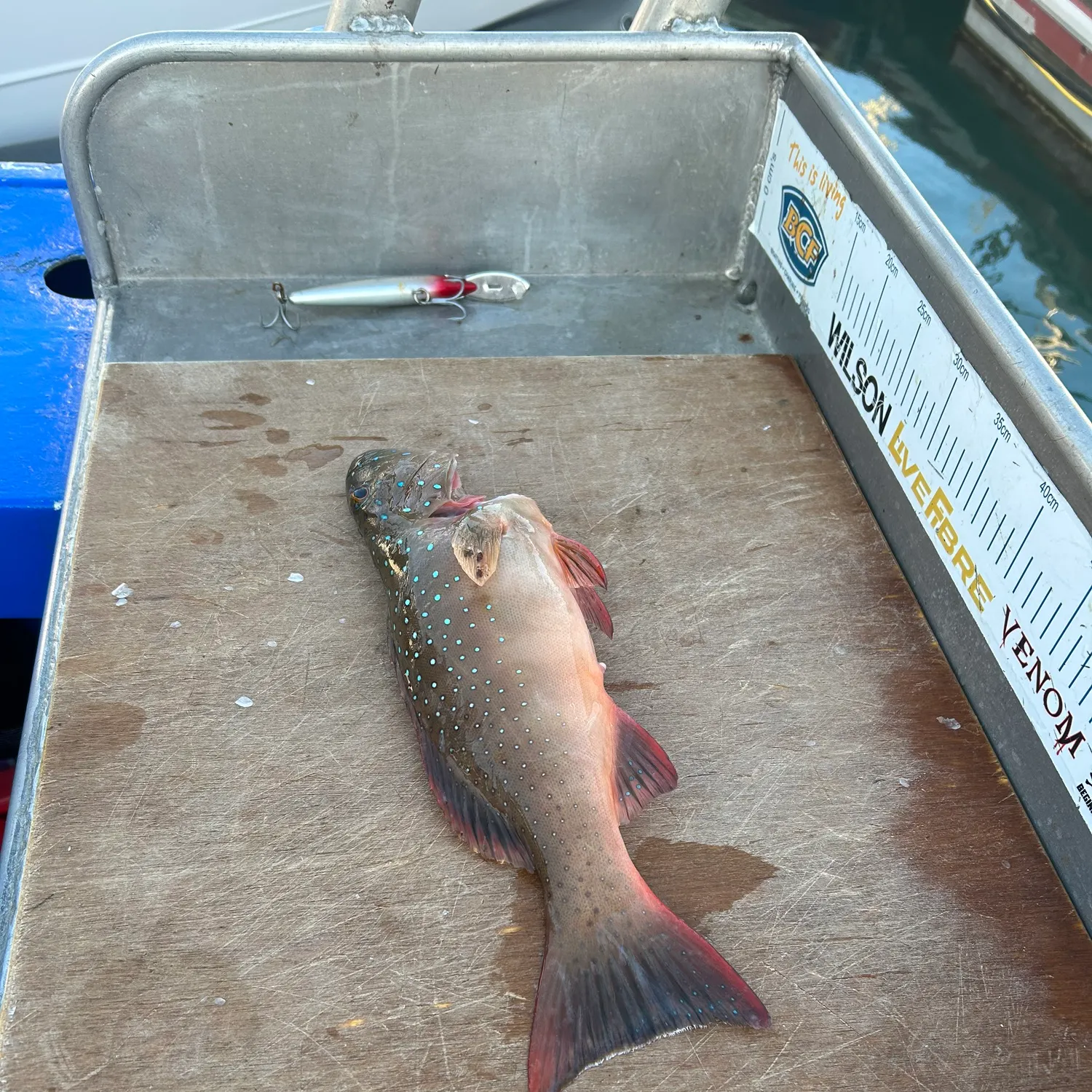 The most recent Coral hind catches on Fishbrain