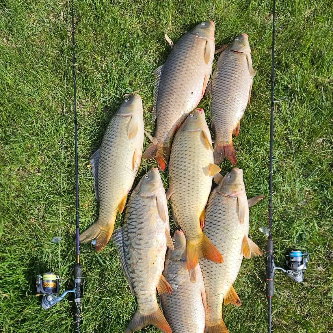 Common carp caught on Fishbrain