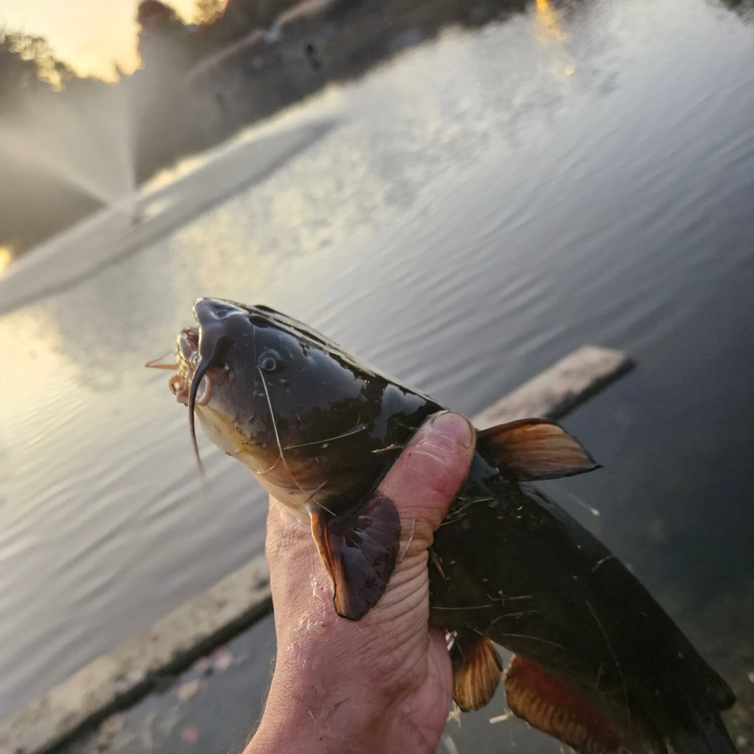 Yellow bullhead caught on Fishbrain