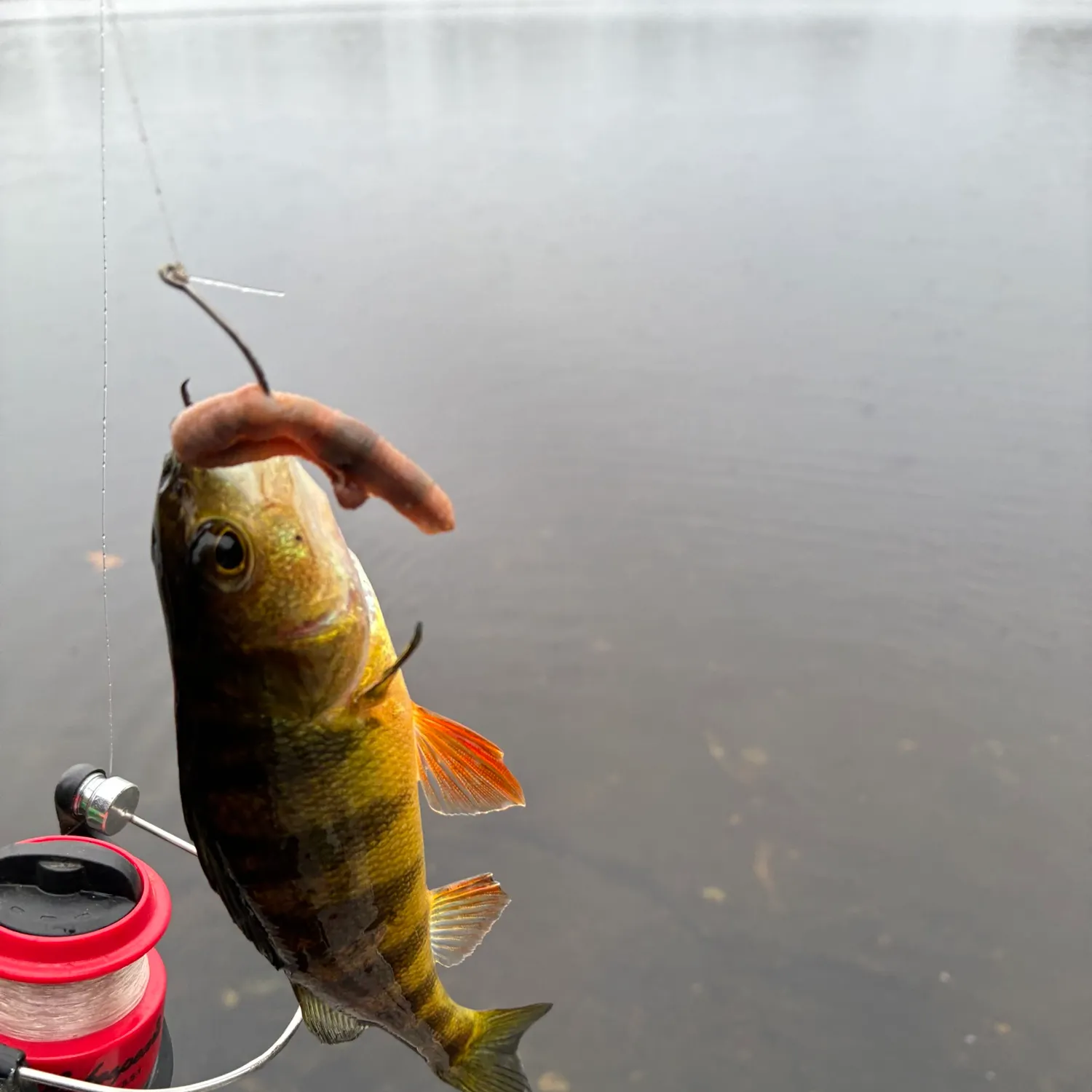 Yellow perch caught on Fishbrain
