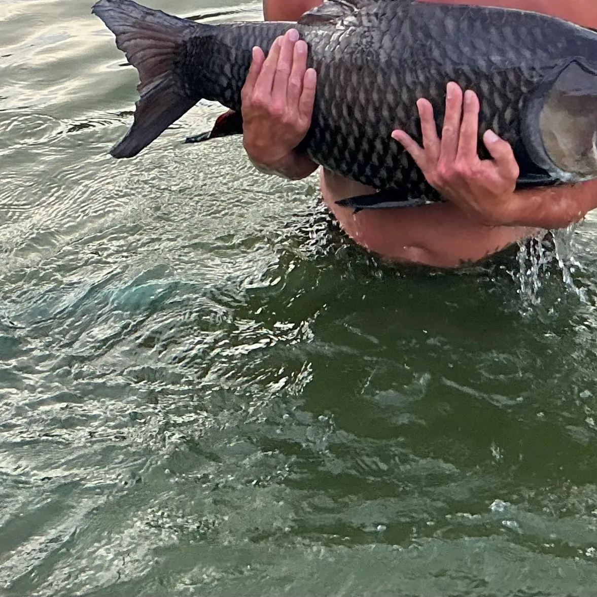 The most recent Siamese carp catches on Fishbrain