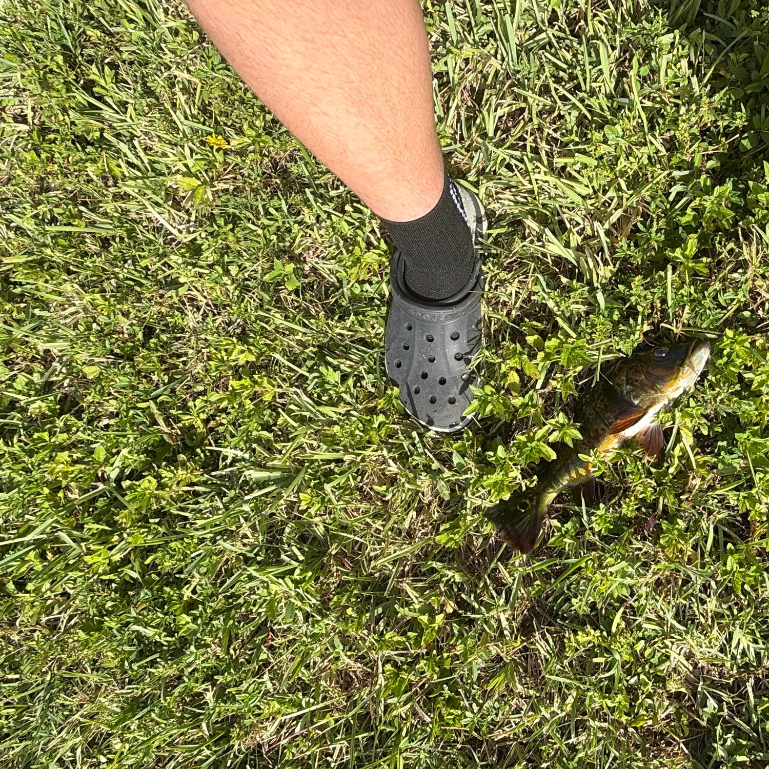 Butterfly peacock bass caught on Fishbrain