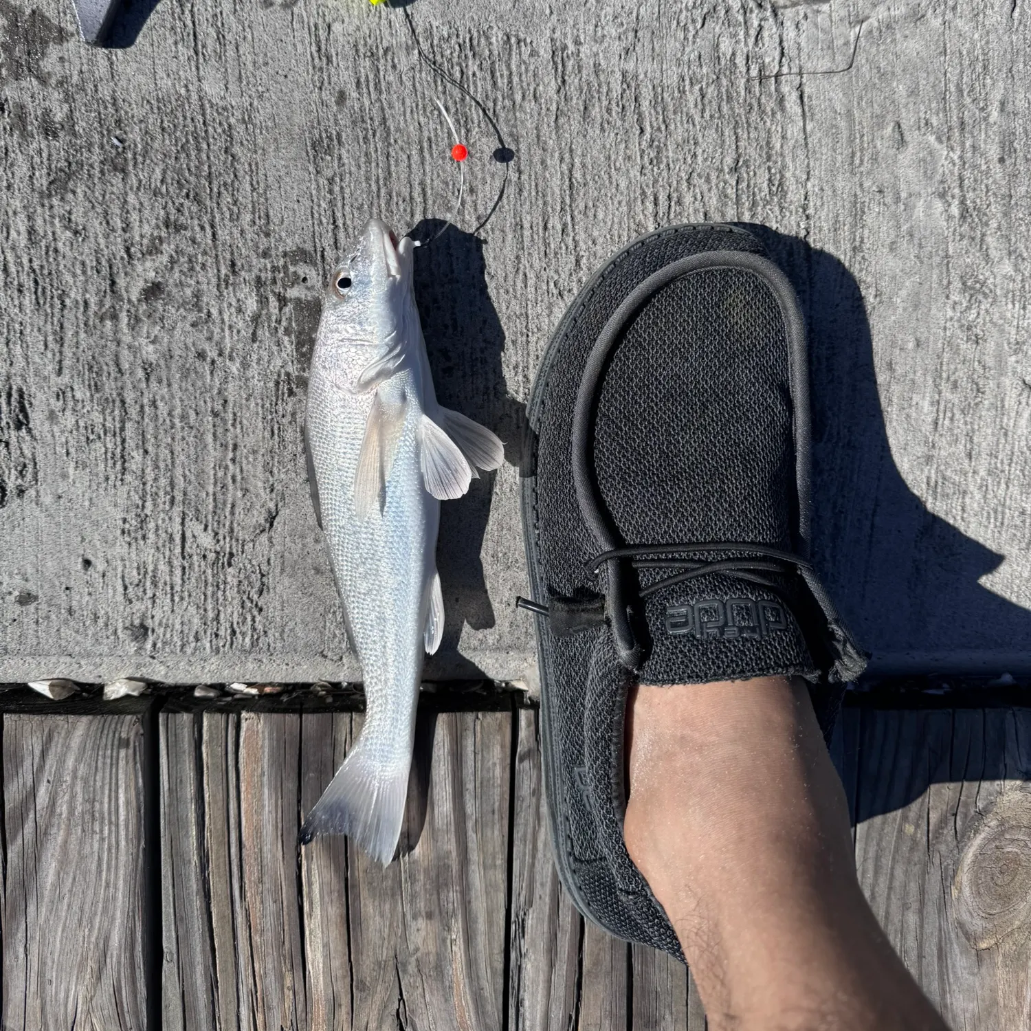 Gulf kingcroaker caught on Fishbrain