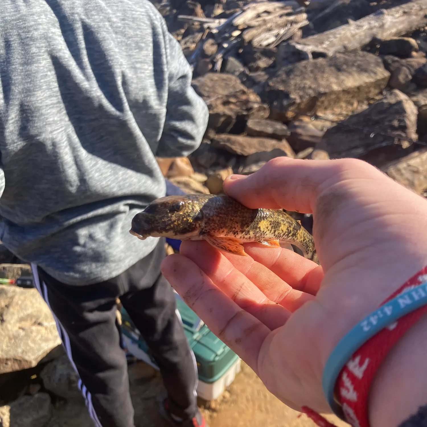 The most recent Northern hogsucker catches on Fishbrain